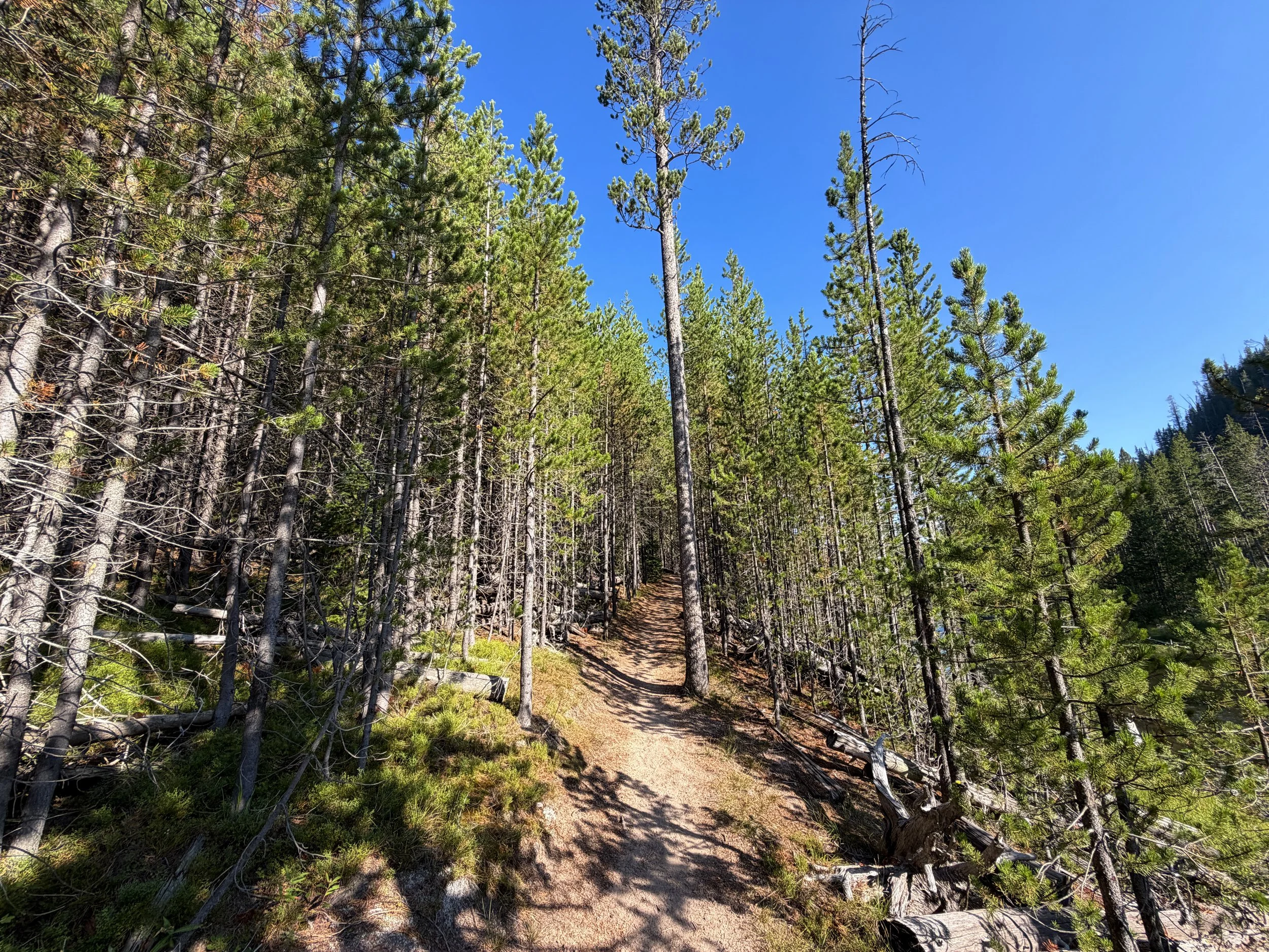 Monument Geyser Basin Trail Yellowstone National Park Wyoming