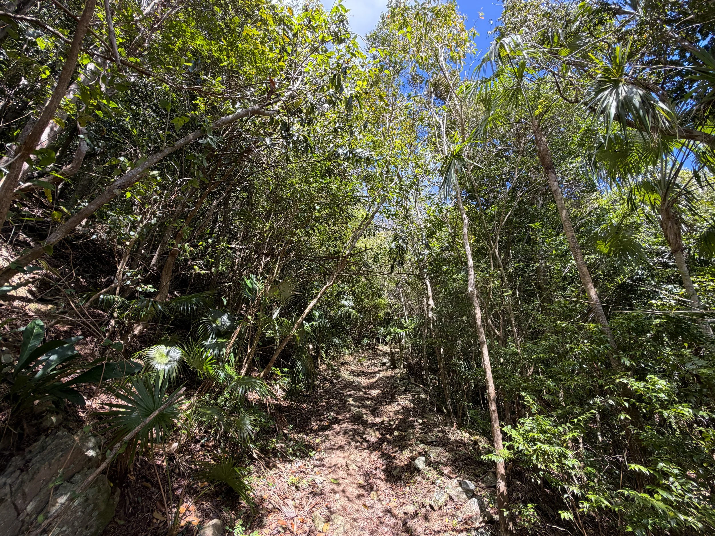 Bordeaux Mountain Trail Virgin Islands National Park