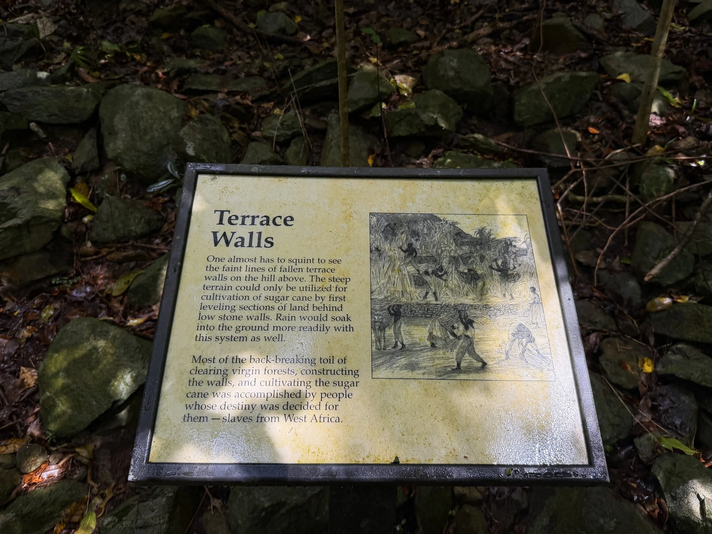 Cinnamon Bay Loop Trail Virgin Islands National Park