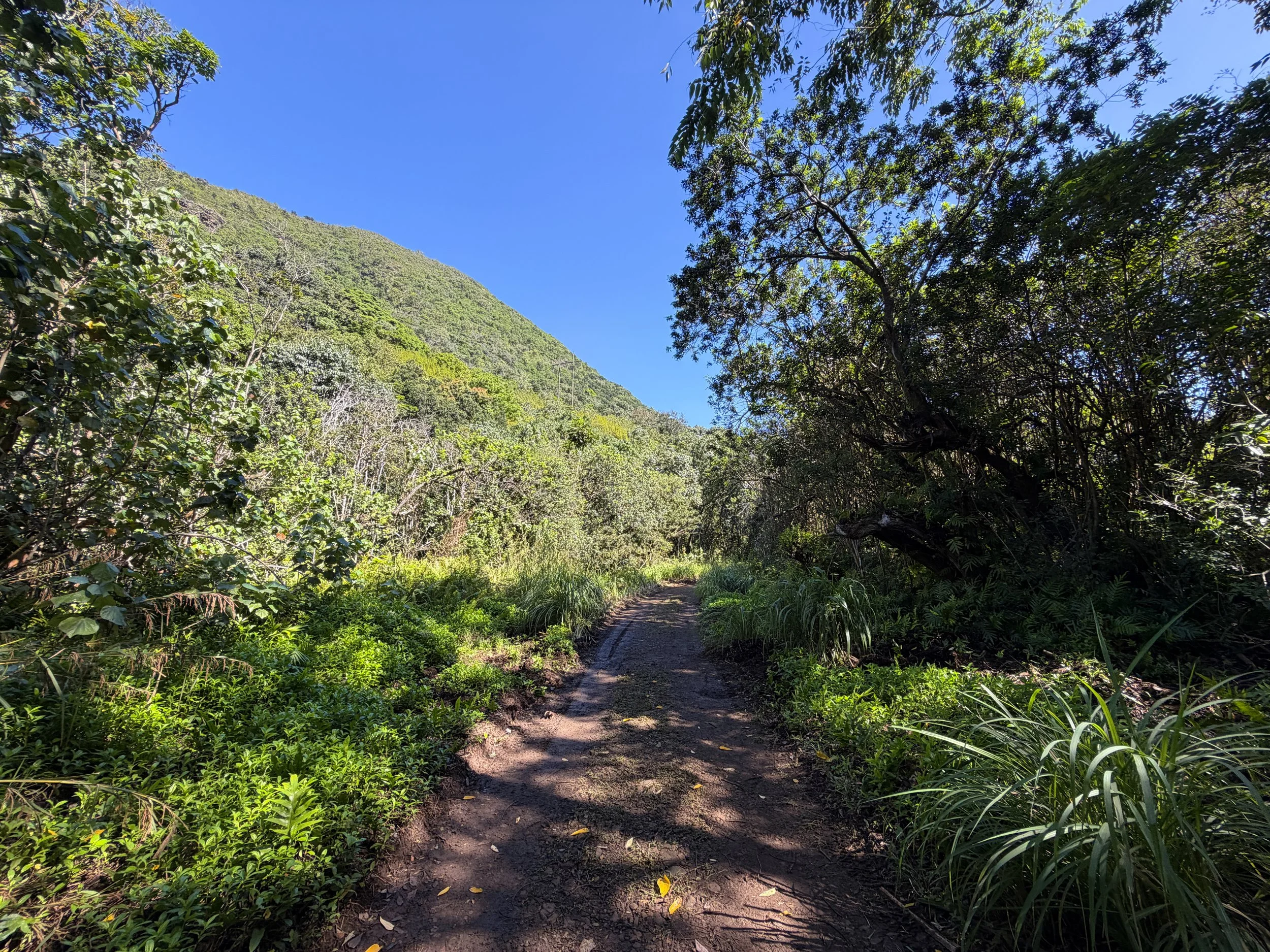 Tripler Ridge Trail via Kamananui Valley Road Oahu Hawaii
