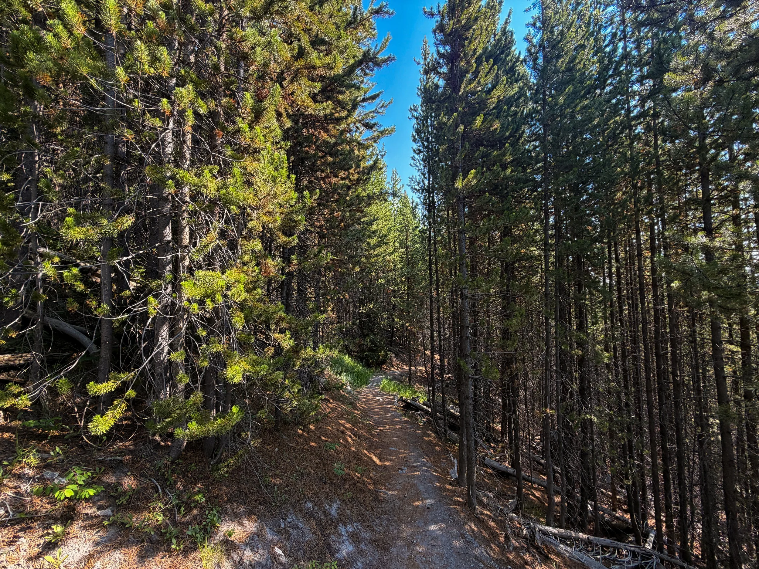 Mystic Falls Trail Yellowstone National Park Wyoming