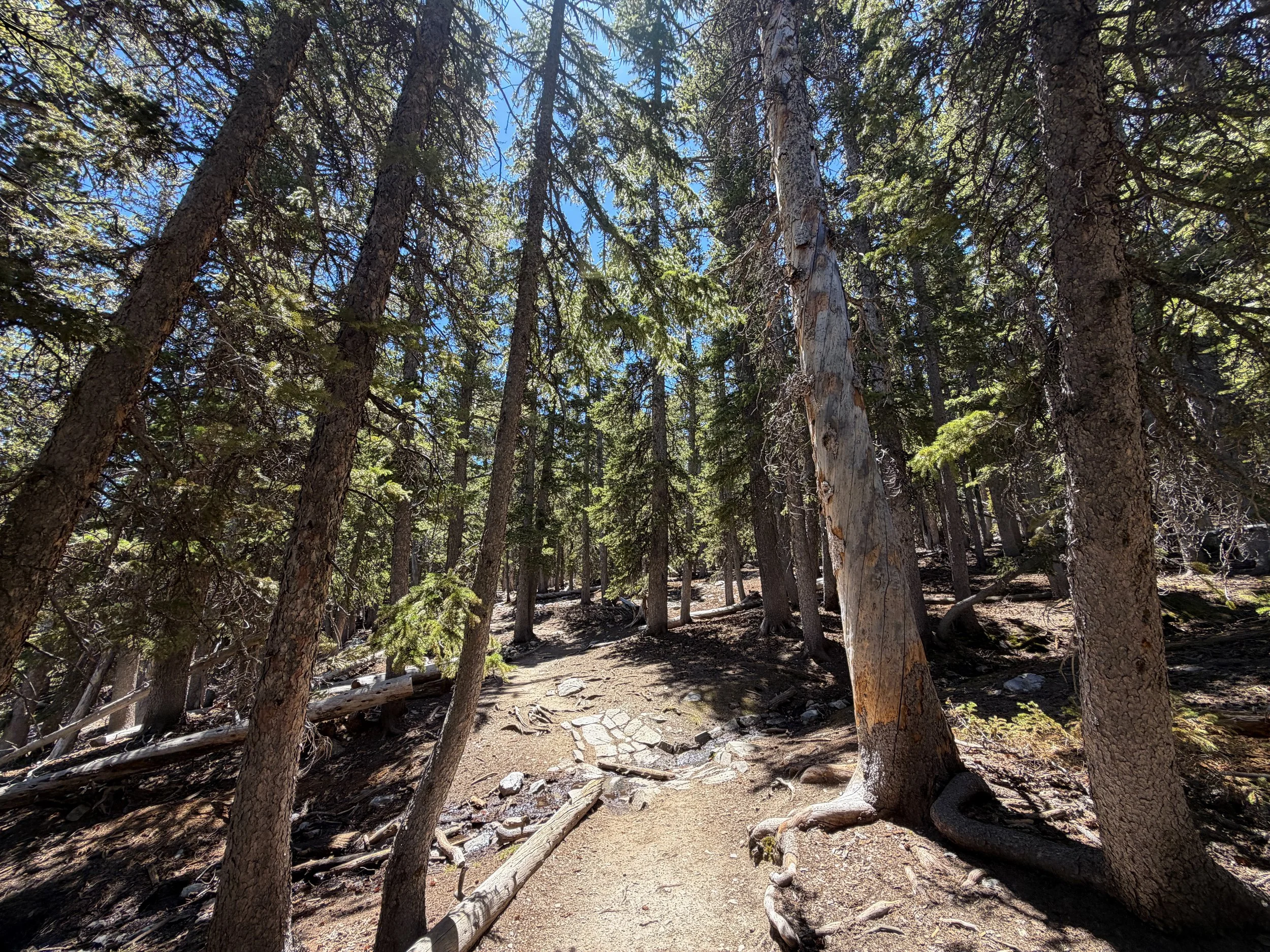 Bristlecone Hike Great Basin National Park Nevada