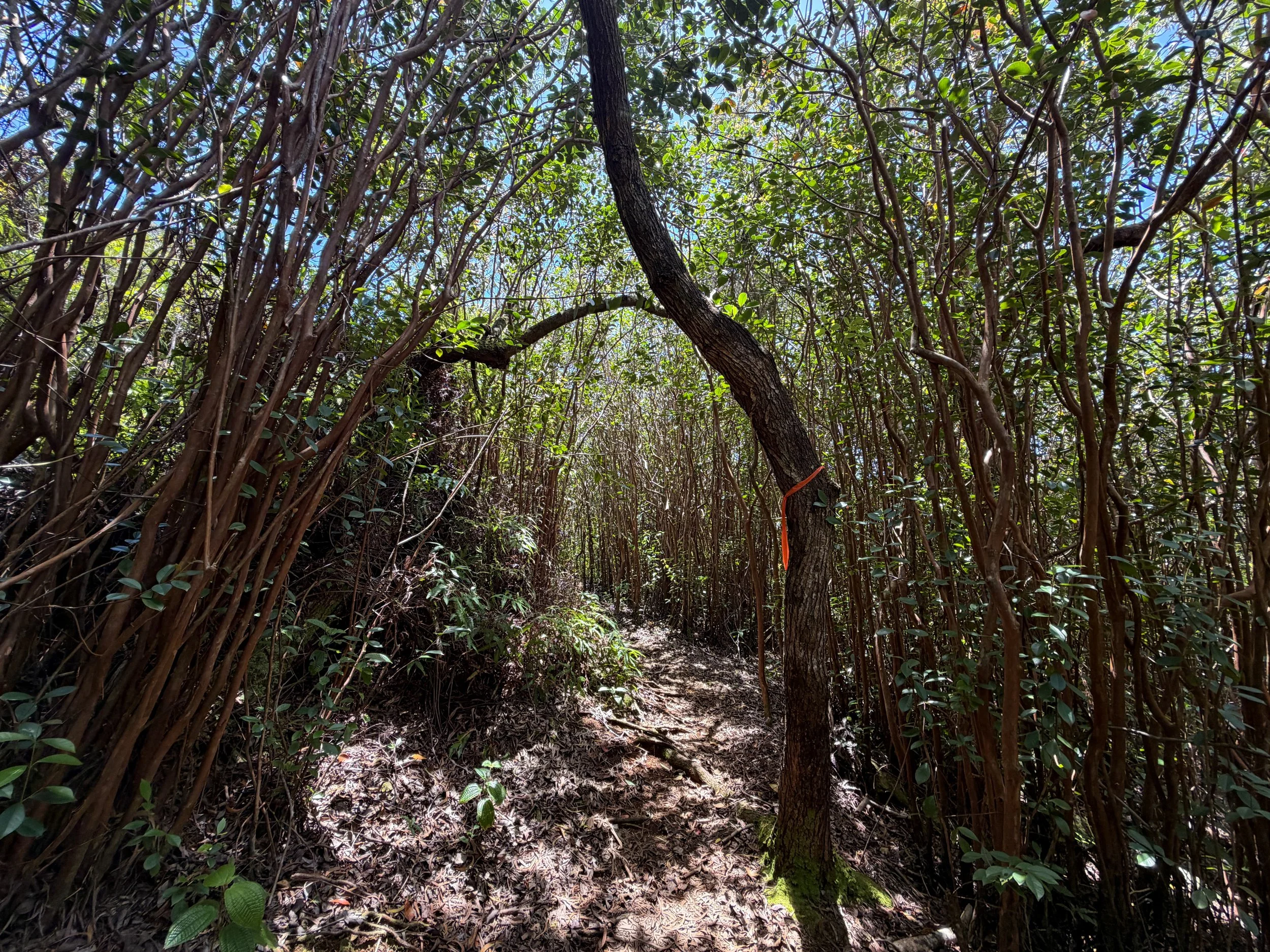 Moanalua Valley to Tripler Ridge Trail Oahu Hawaii
