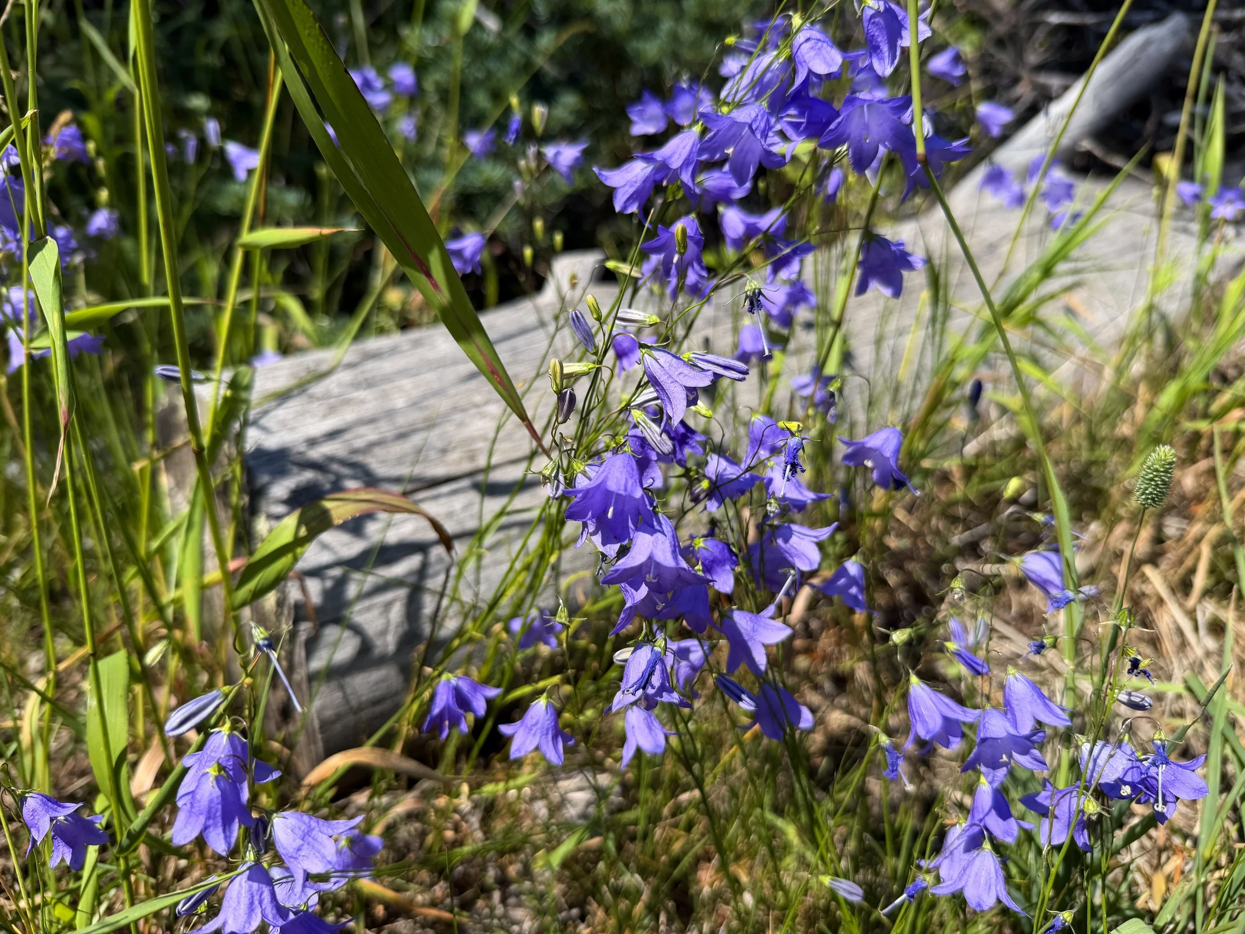 Harebell Campanula rotundifolia