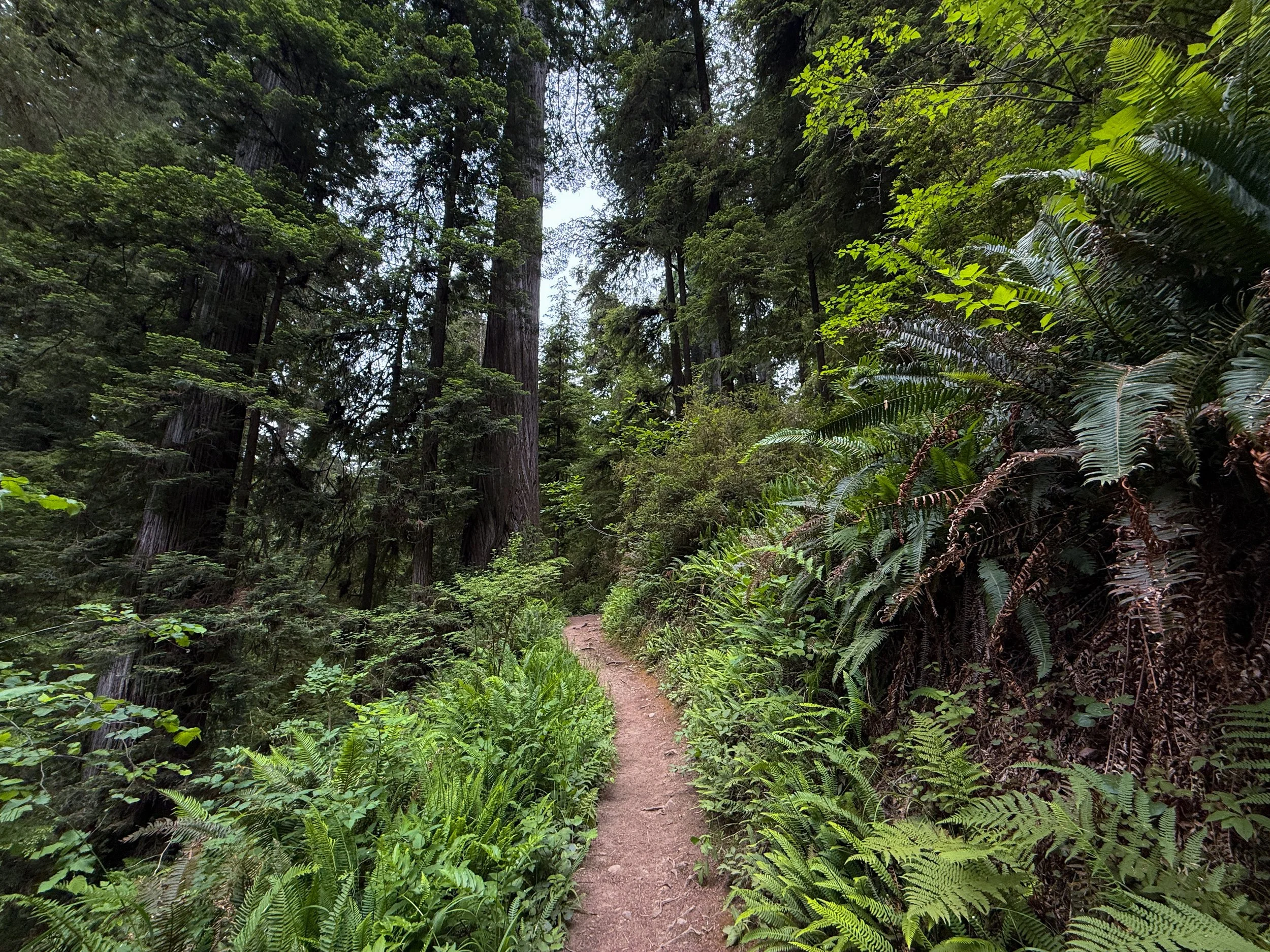 Boy Scout Tree Trail Jedediah Smith Redwoods State Park California