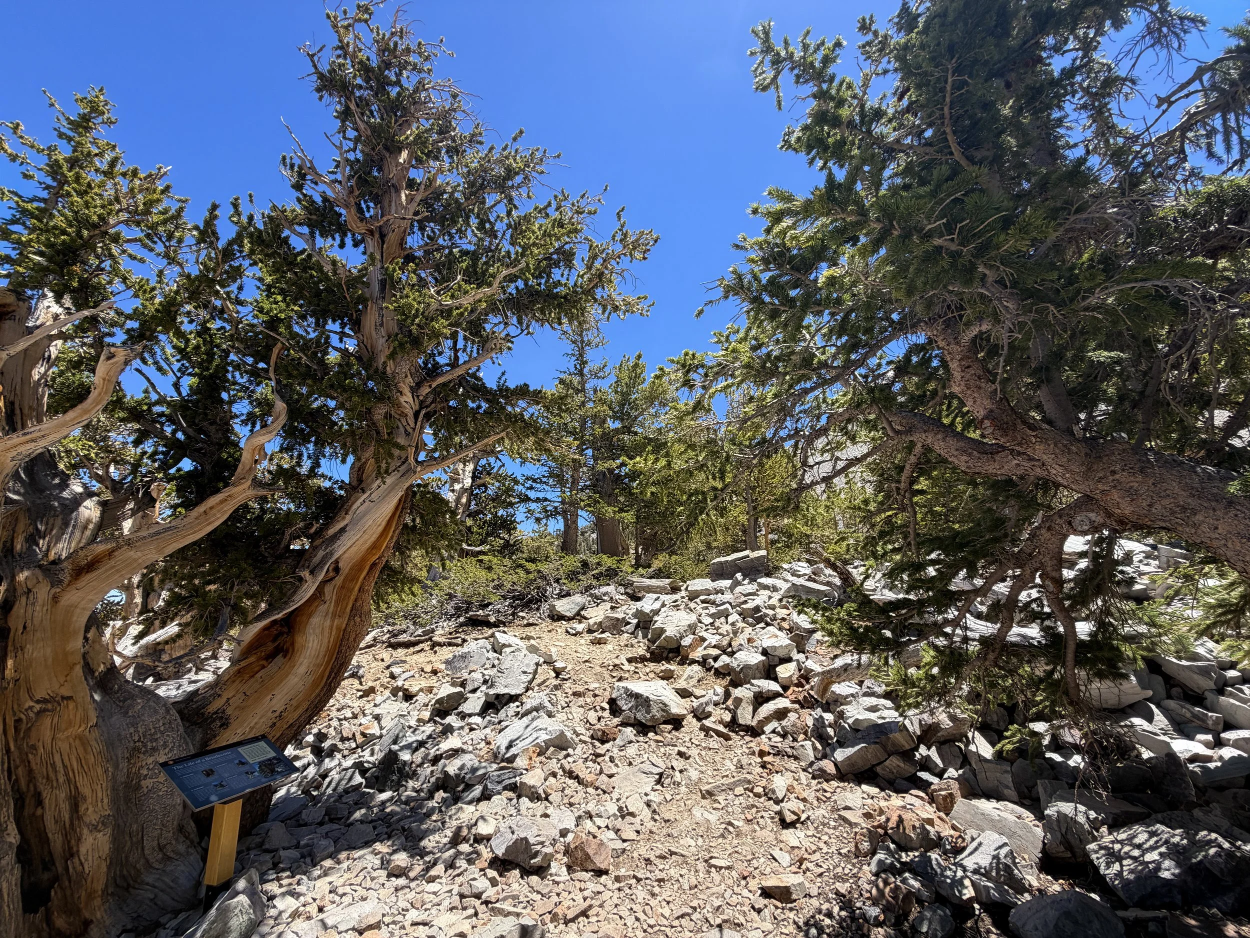Bristlecone Pine Loop Trail Great Basin National Park Nevada