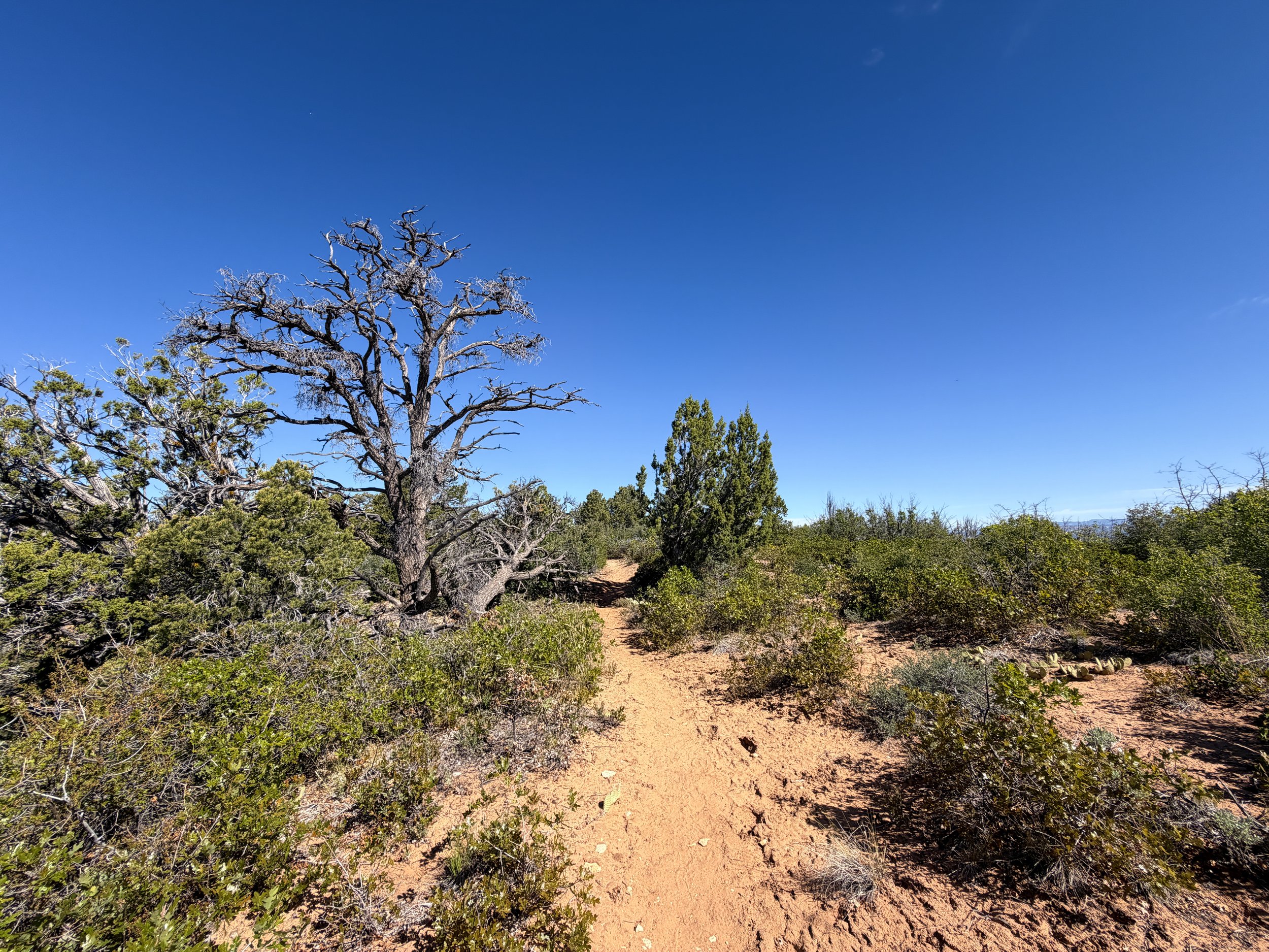 Deertrap Mountain Trail Zion National Park Utah