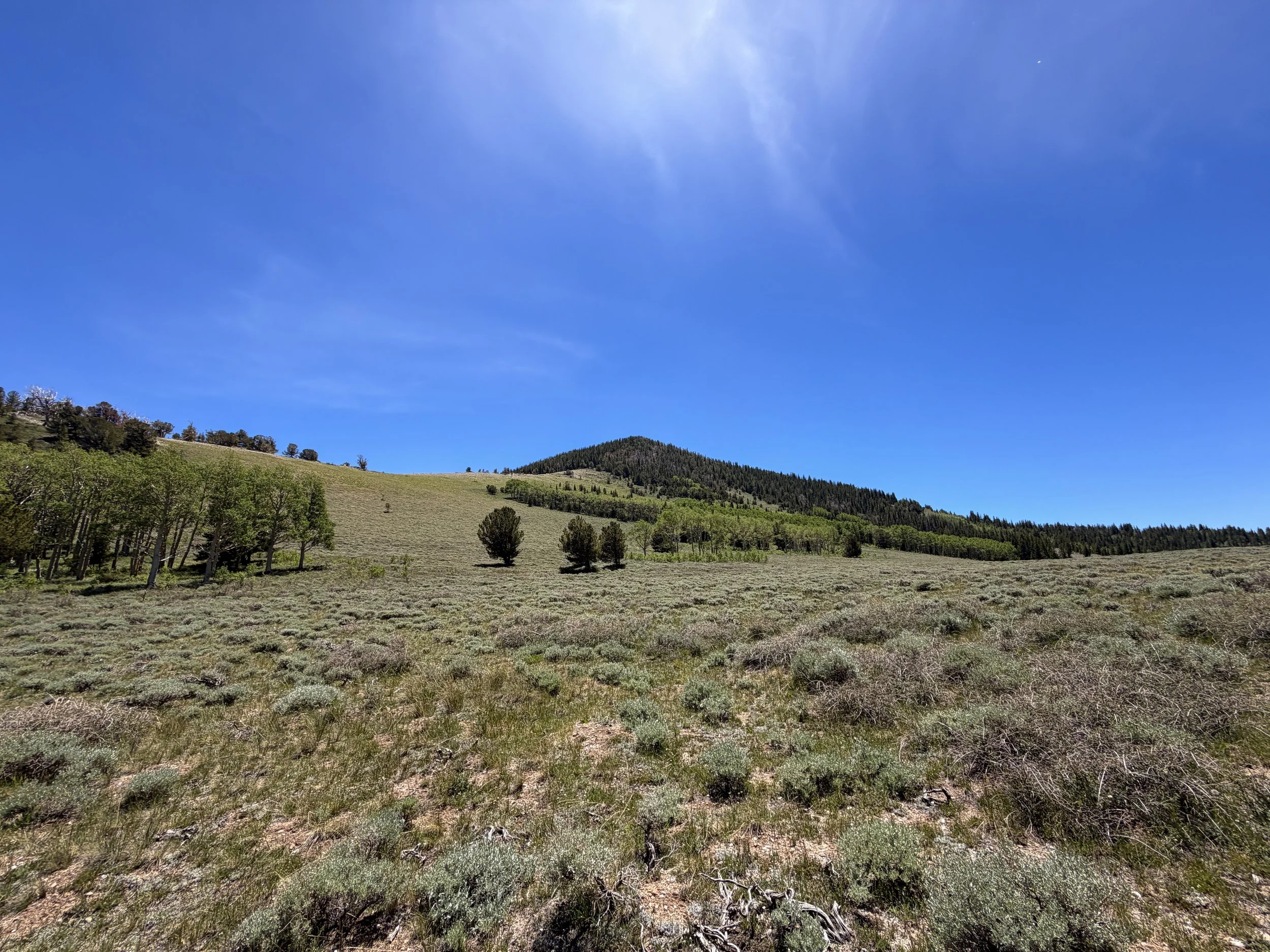 Timber Creek Loop Trail Great Basin National Park Nevada