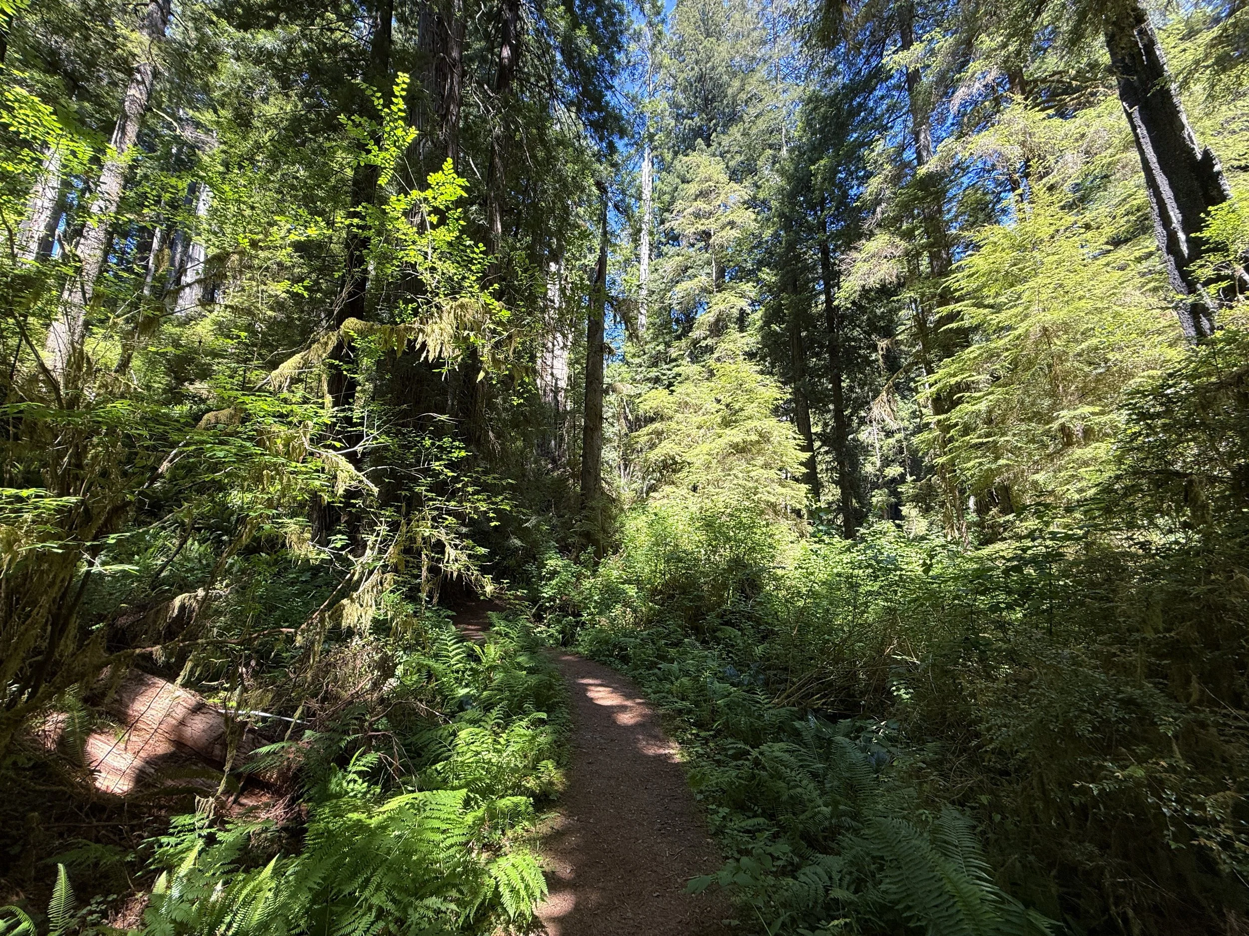Ossagon Trail Prairie Creek Redwoods State Park California