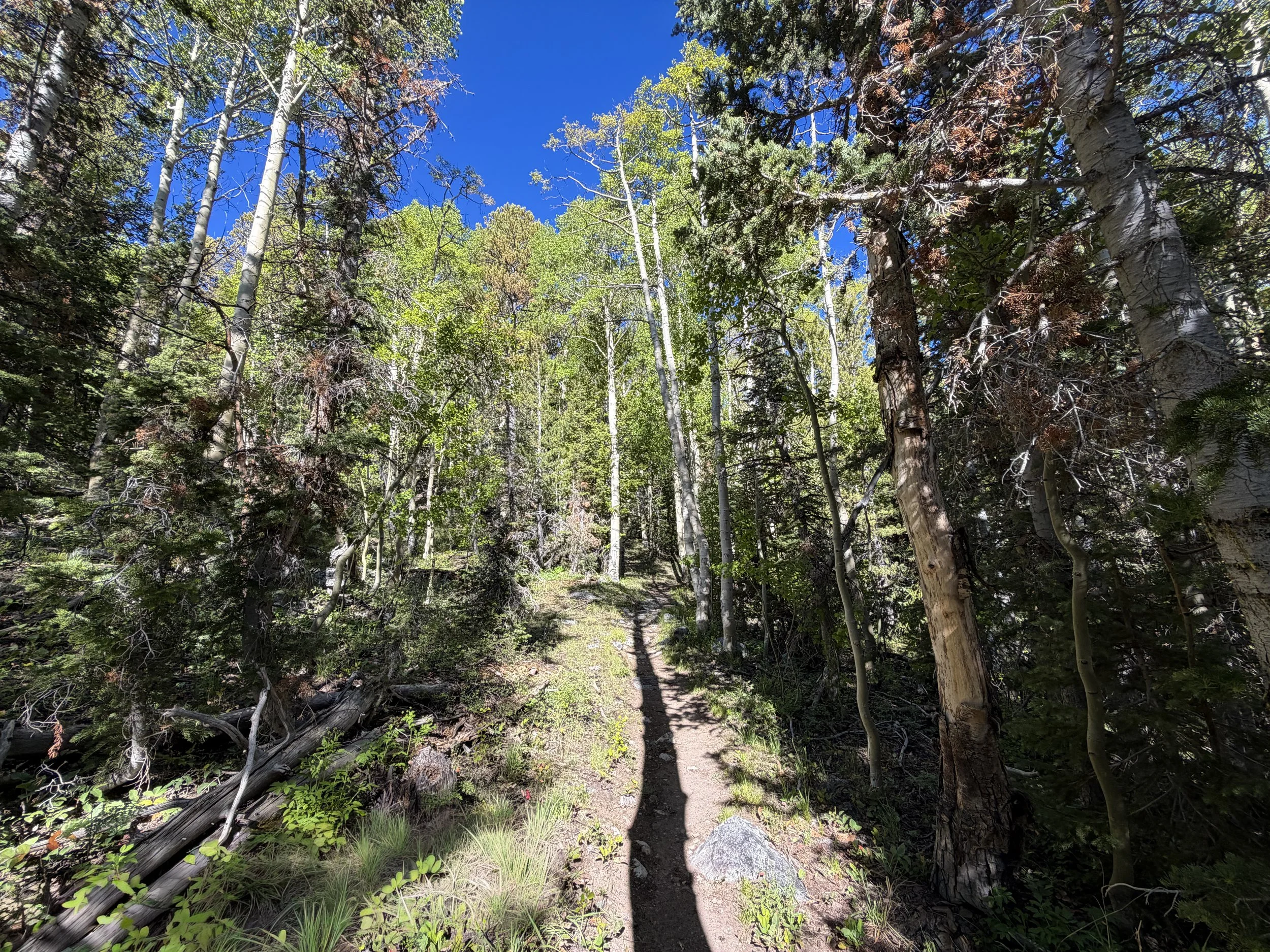 Lehman Creek Trail Great Basin National Park Nevada
