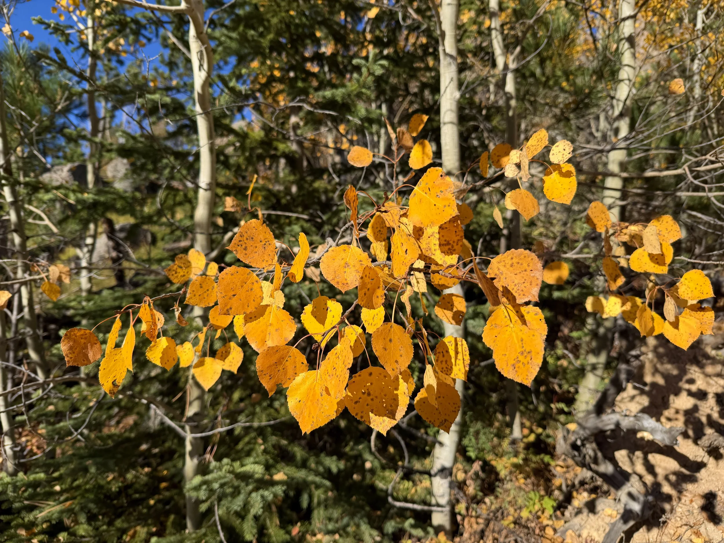 Quaking Aspen Populus tremuloides