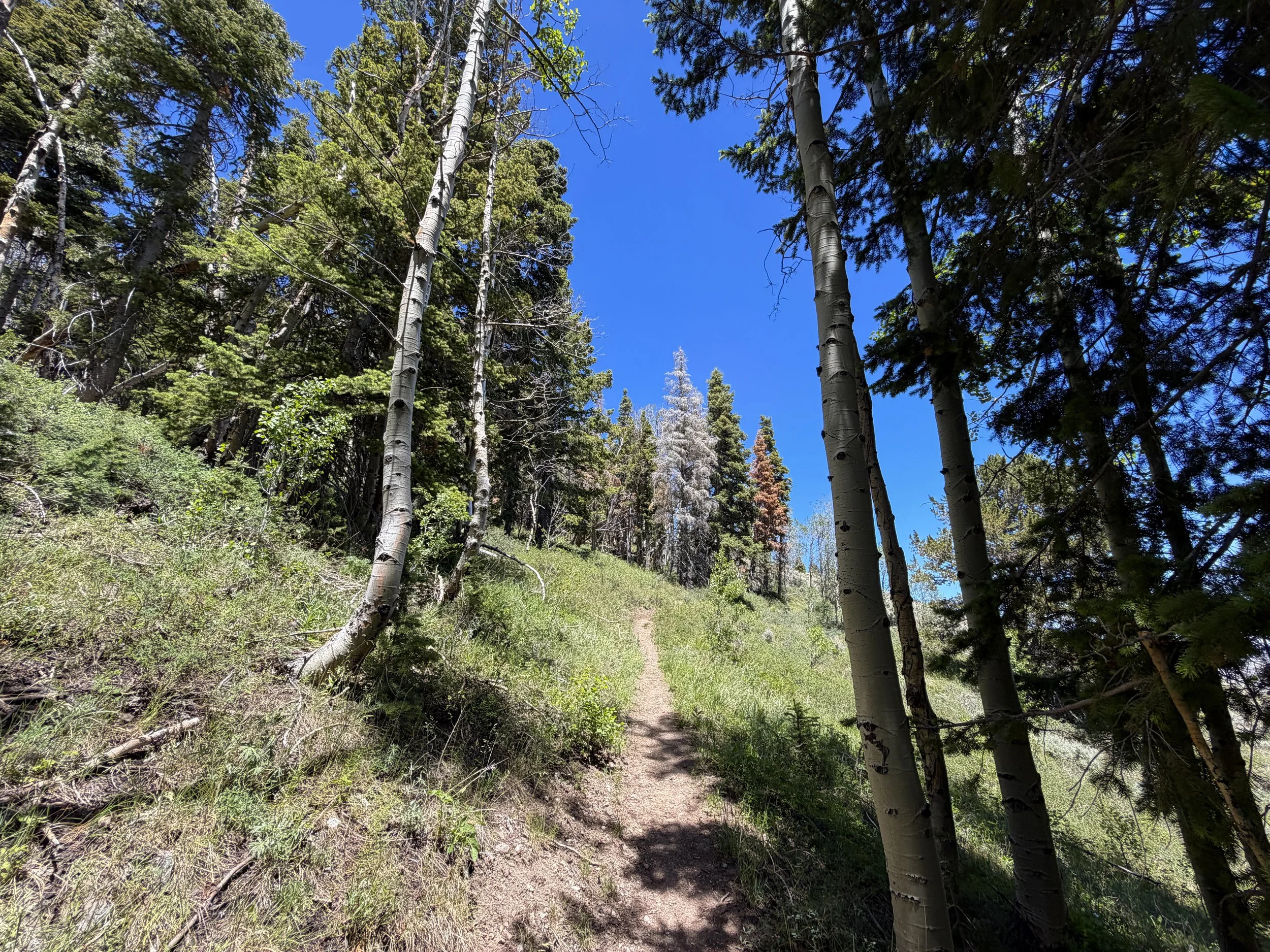 Timber Creek Loop Hike Great Basin National Park Nevada