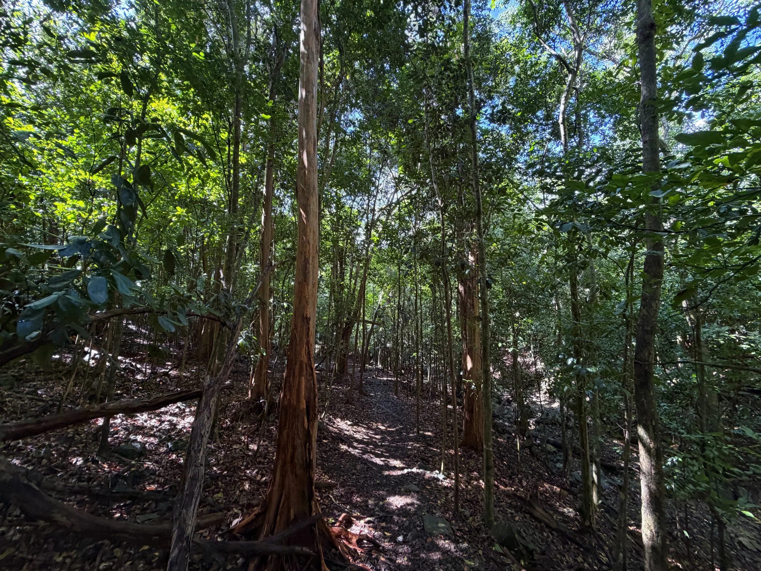 Cinnamon Bay Loop Trail Virgin Islands National Park