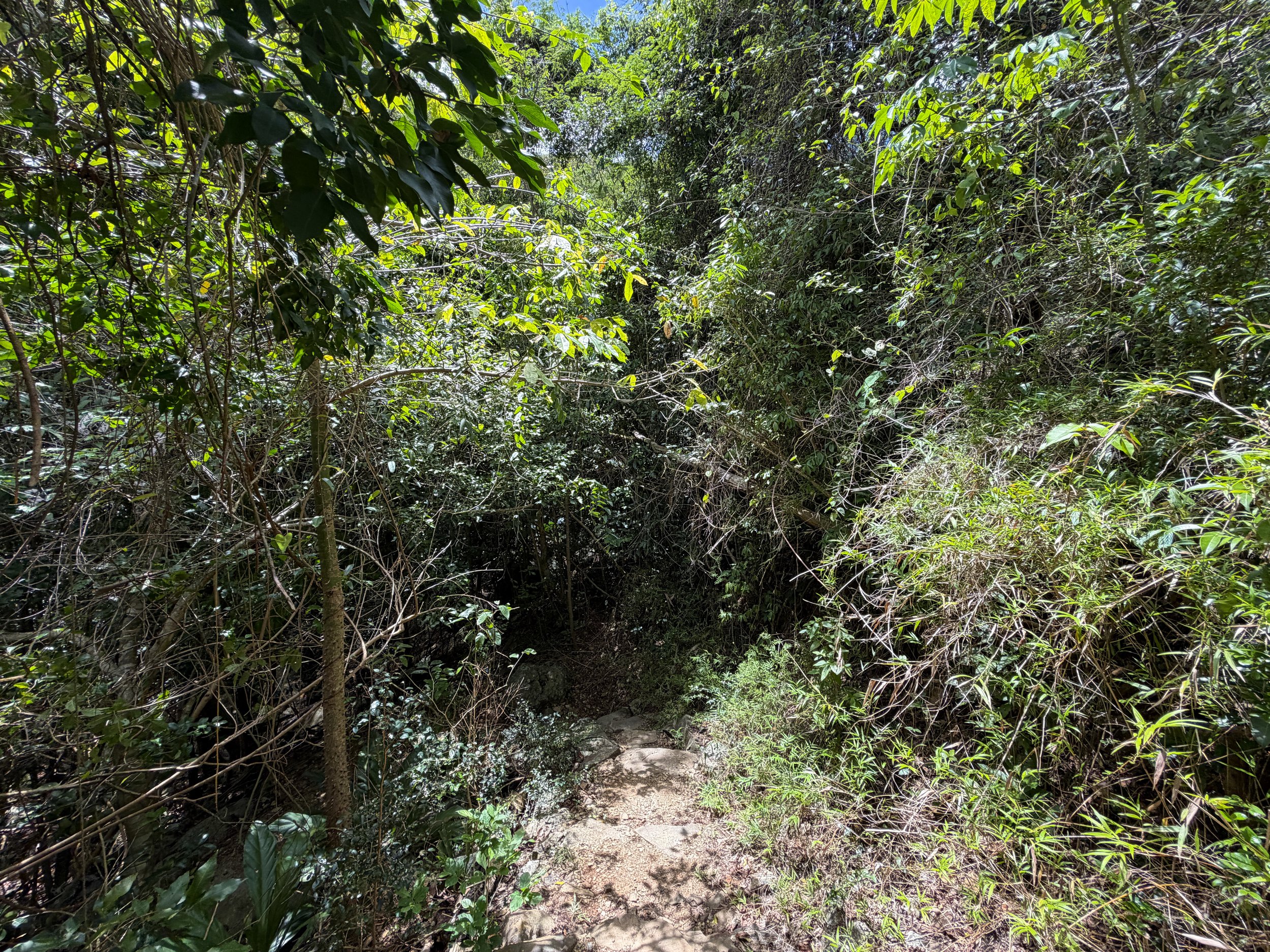 Reef Bay Trail to Petroglyphs Trail Virgin Islands National Park