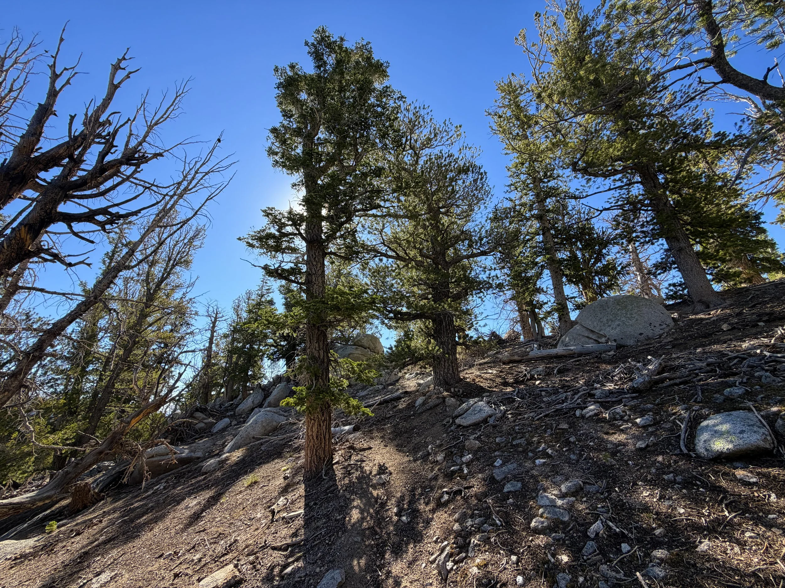 Snake Divide Trail to Mount Washington Great Basin National Park Nevada