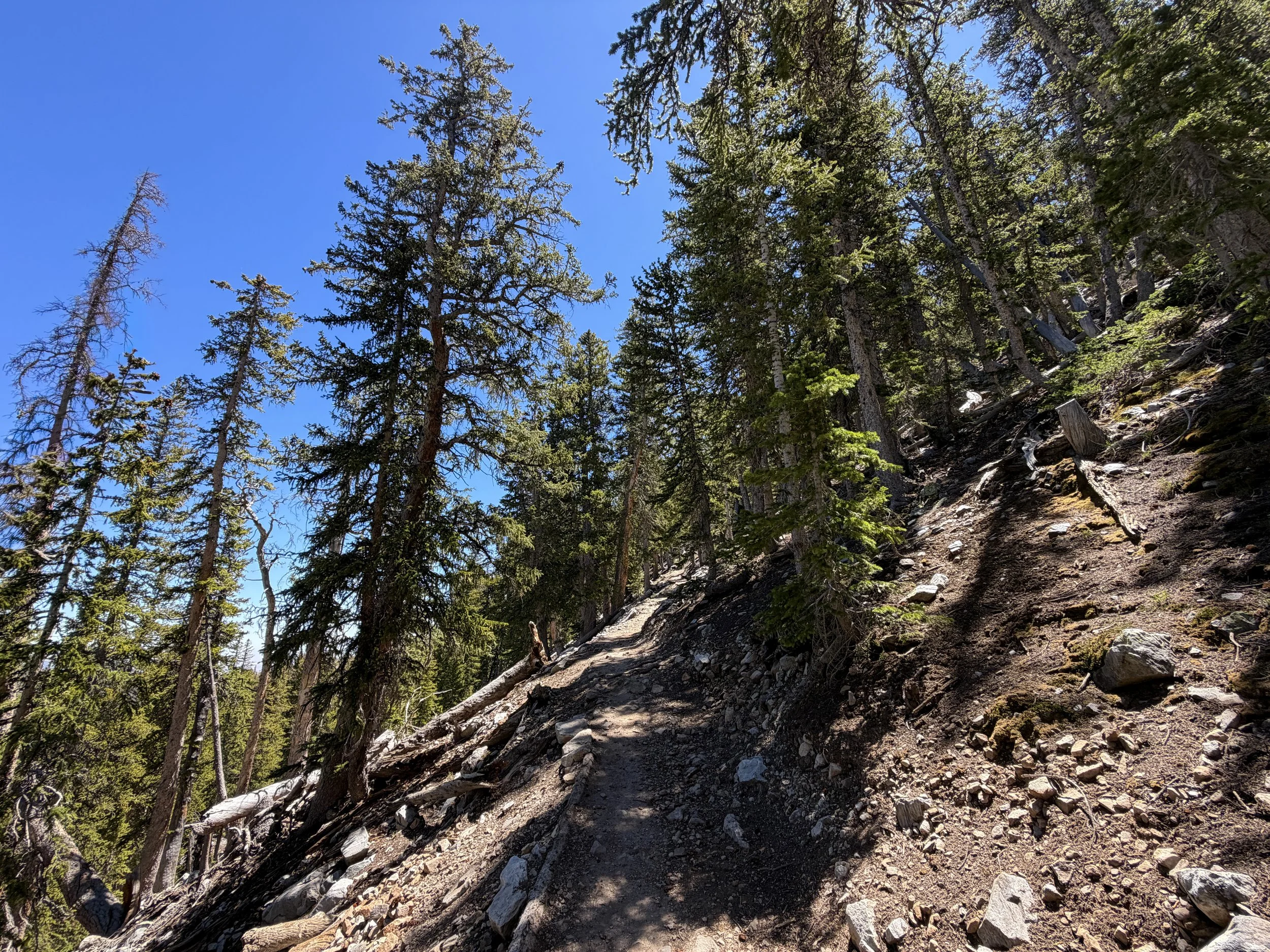 Bristlecone Pine Trail Great Basin National Park Nevada
