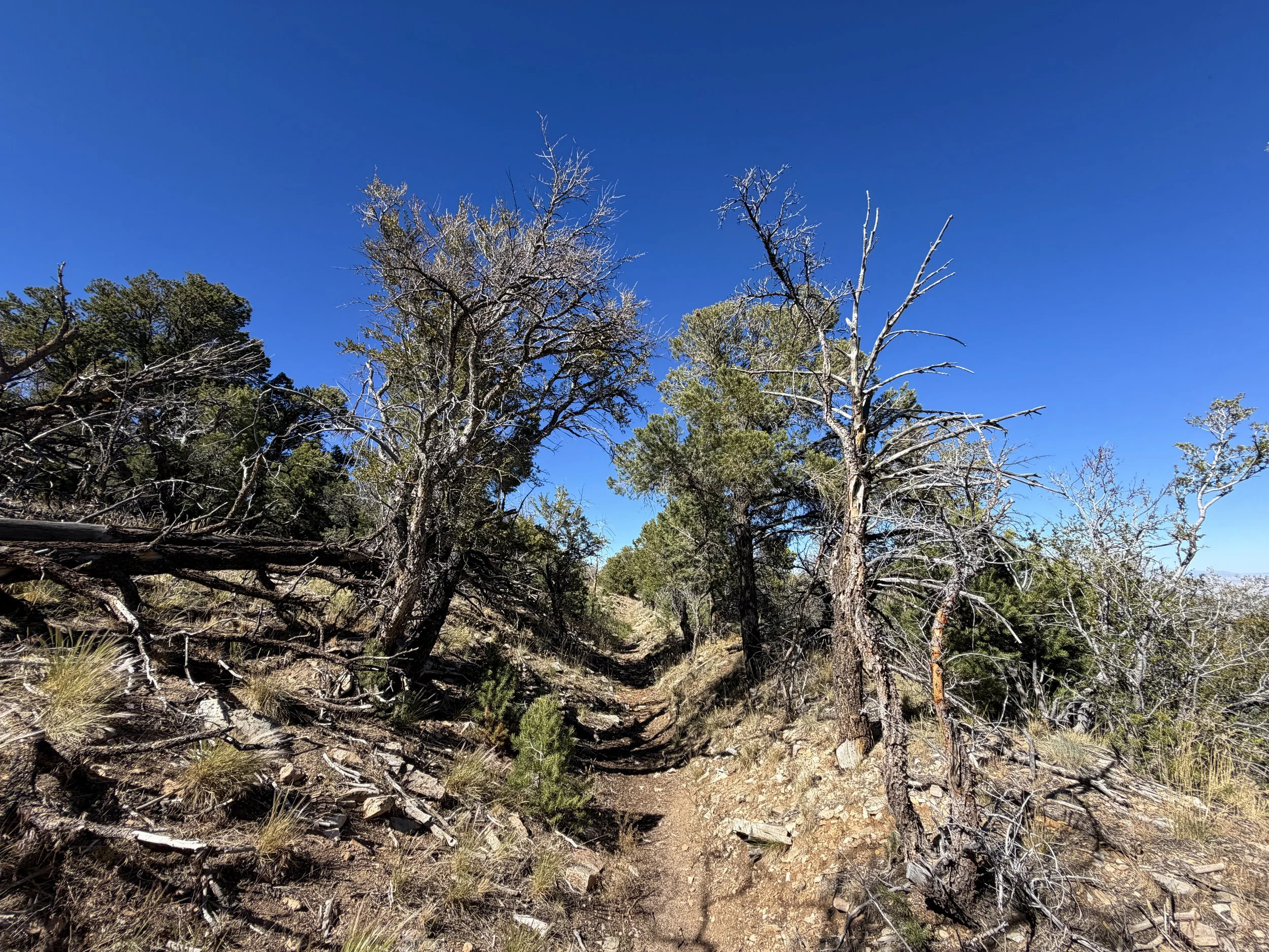 Osceola Ditch Trail Great Basin National Park Nevada