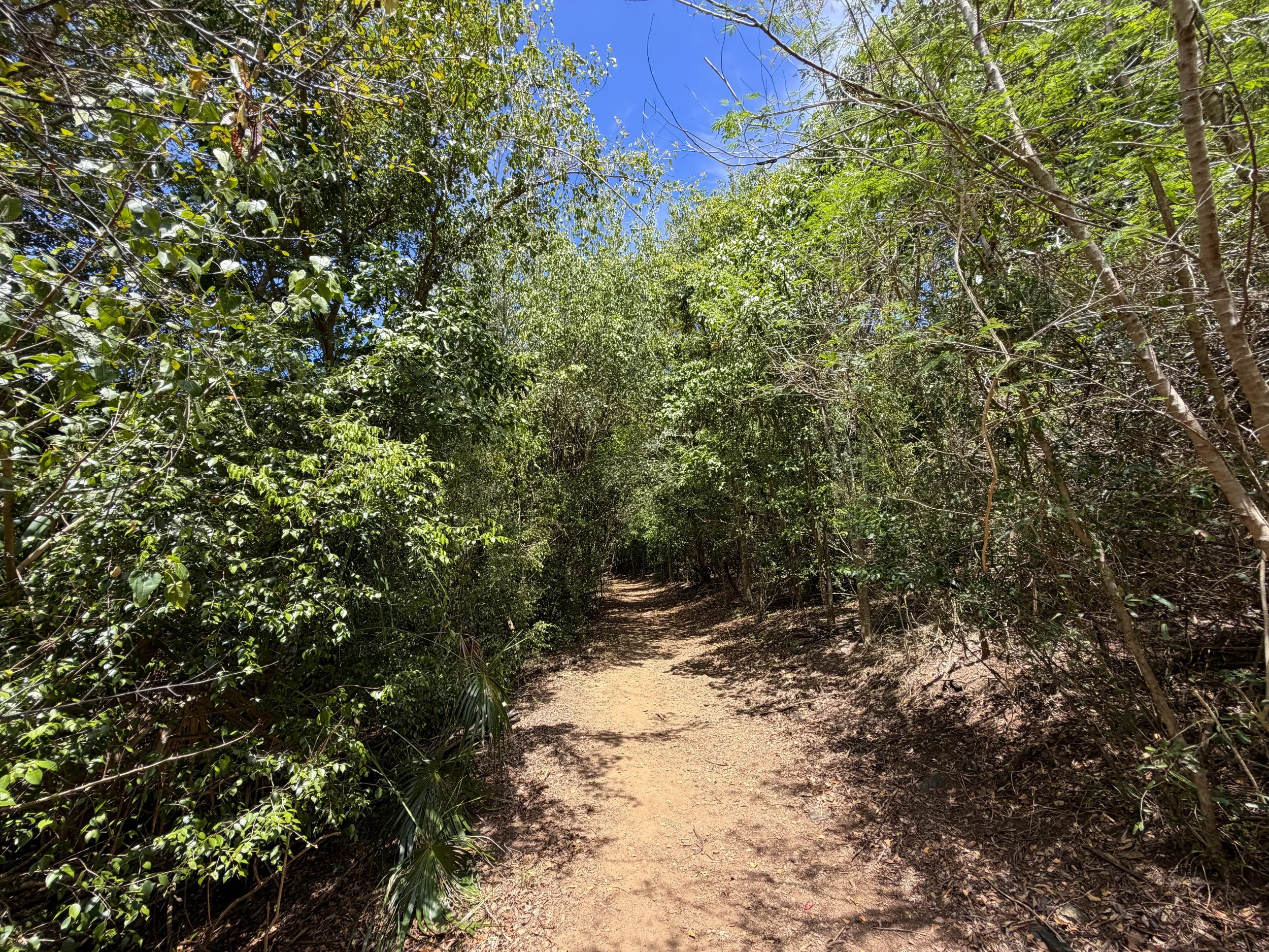 Francis Bay Hike Virgin Islands National Park