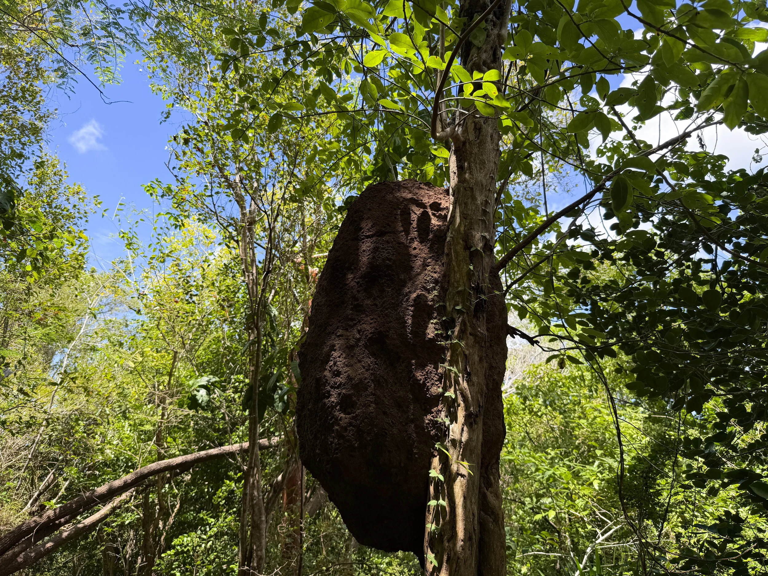 Arboreal Termites Nasutitermes corniger Virgin Islands National Park