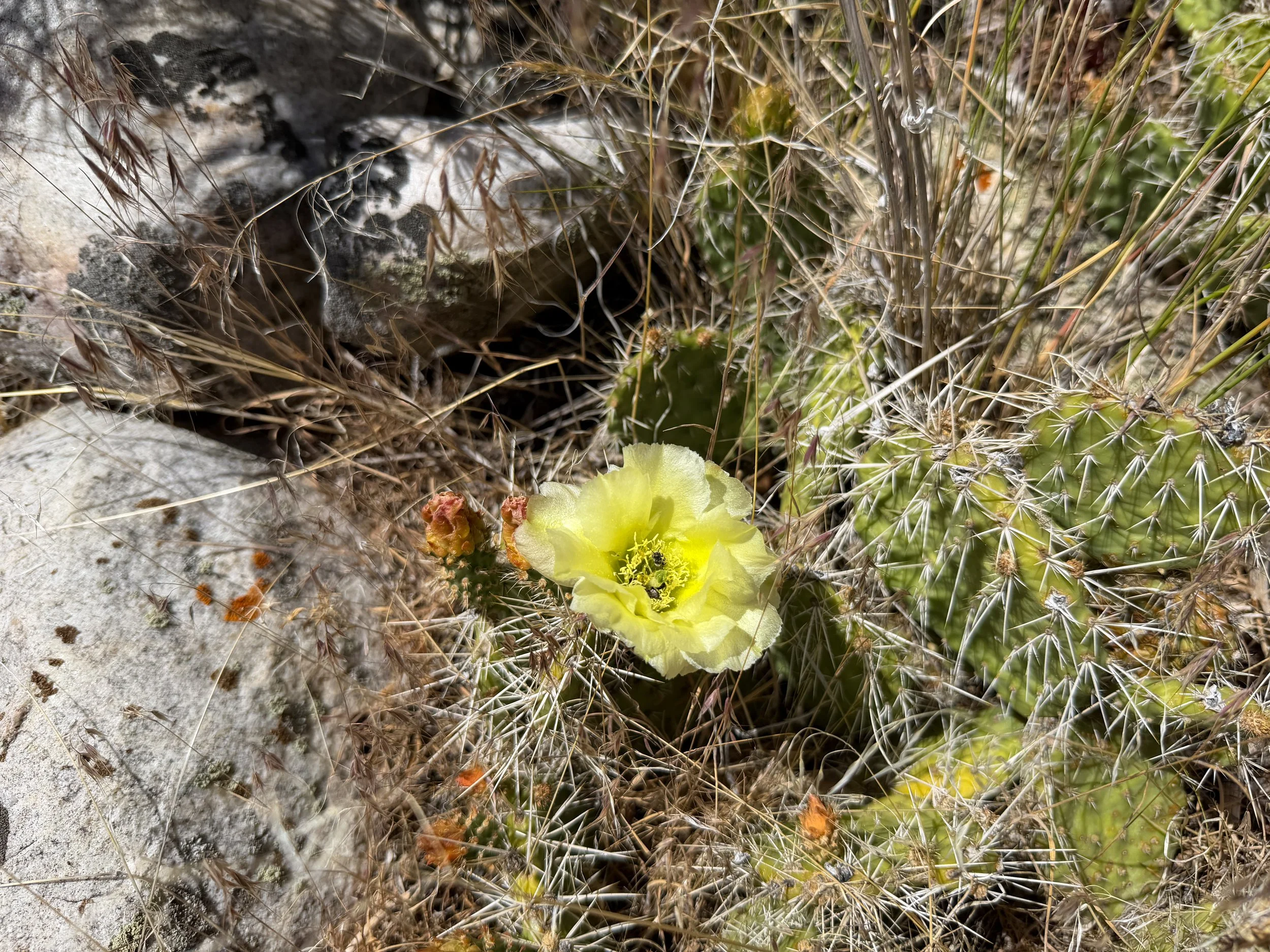 Yellow Plains Pricklypear Opuntia polyacantha