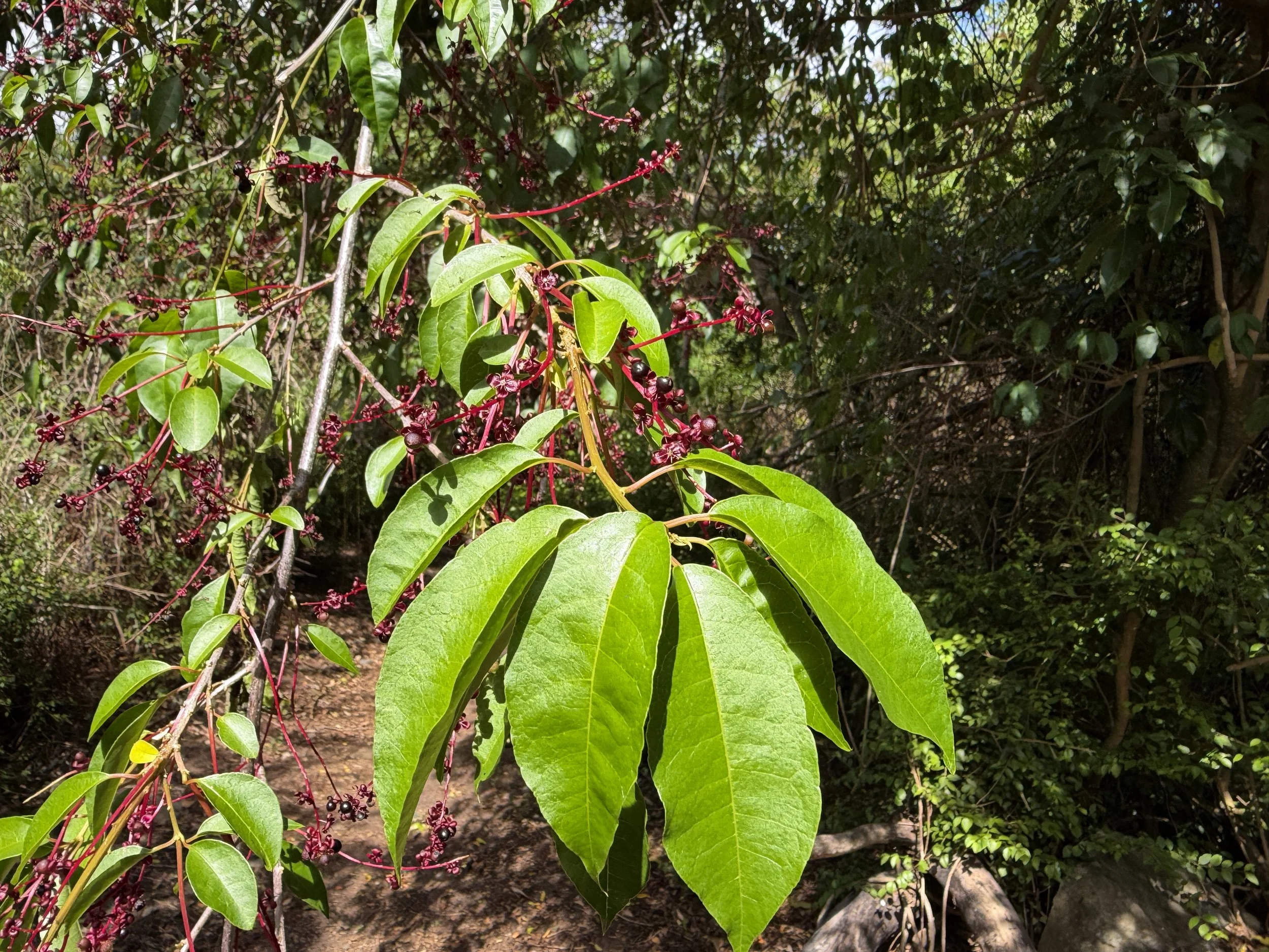 Hoop Vine Trichostigma octandrum