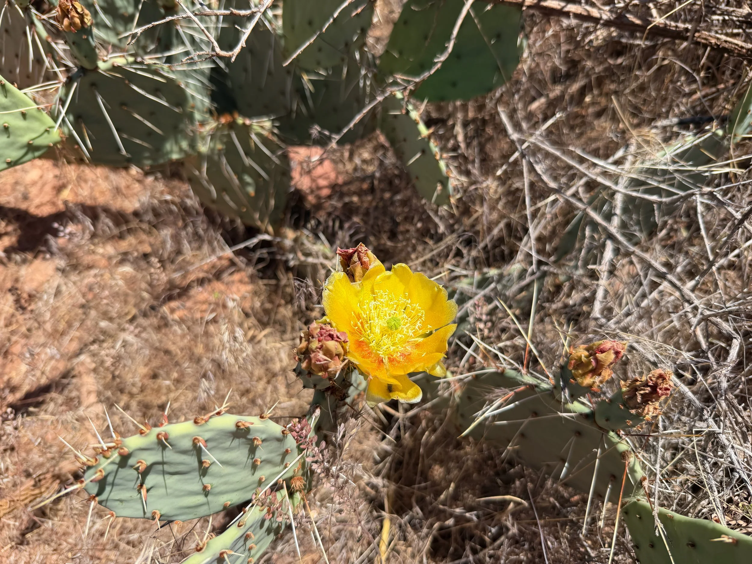 Engelmanns Prickly Pear Opuntia engelmannii