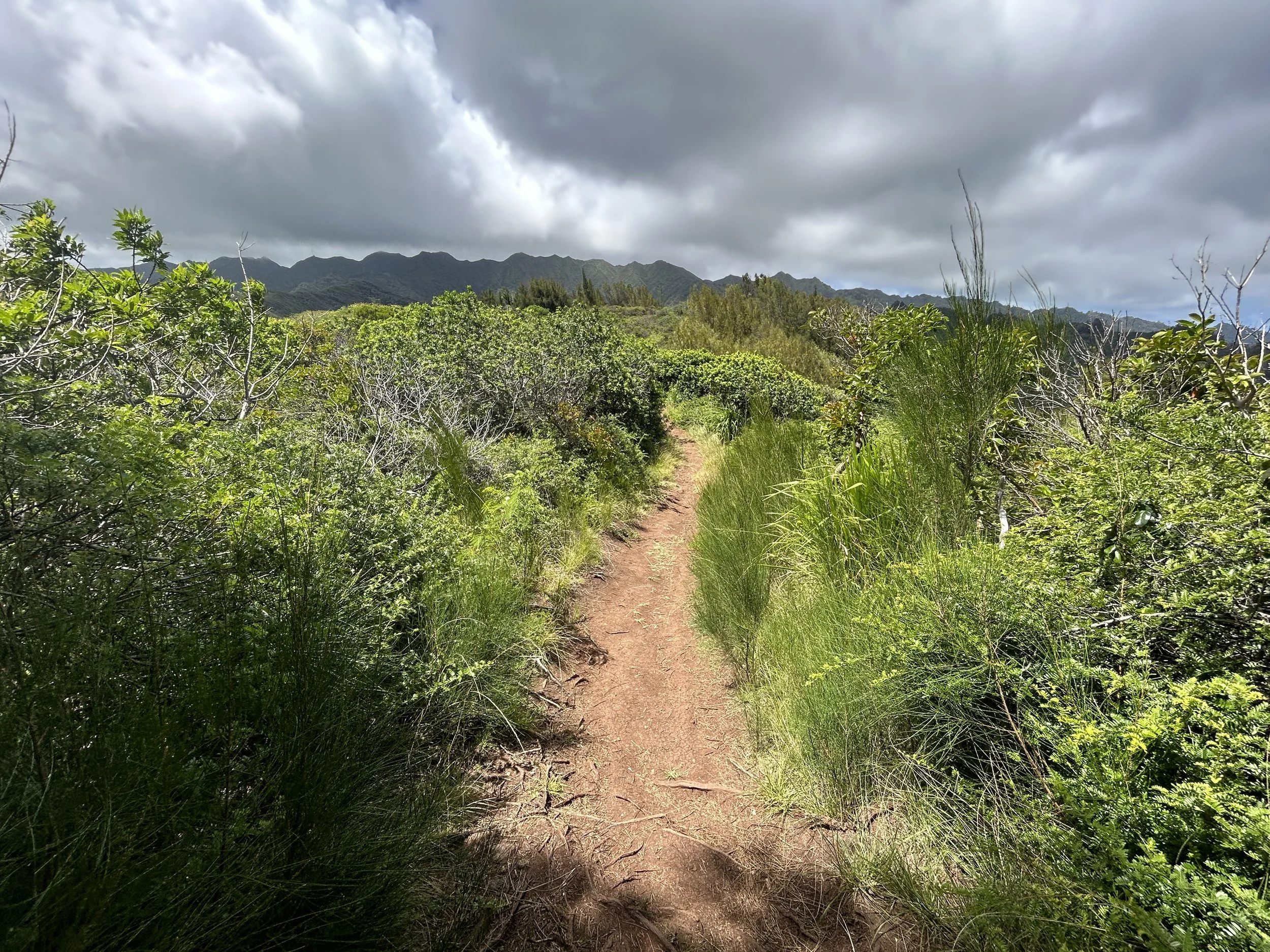 Hiking the Hawaiʻi Loa Ridge Trail on Oʻahu — noahawaii