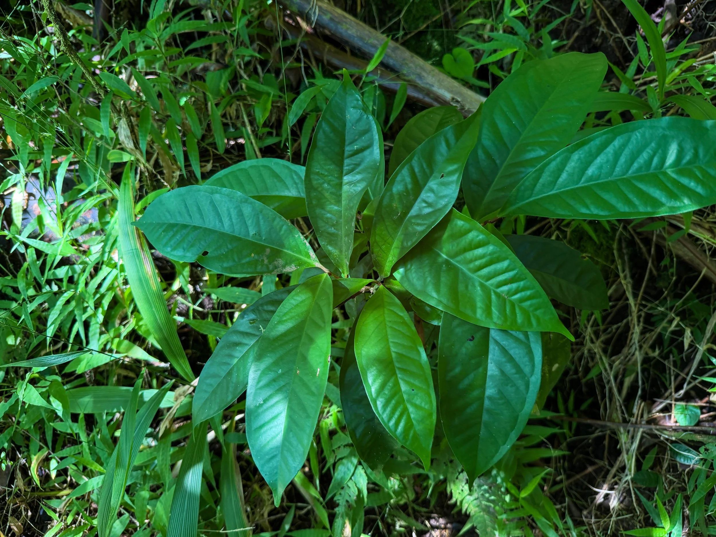 Hawaii Mountain Apple Syzygium malaccense