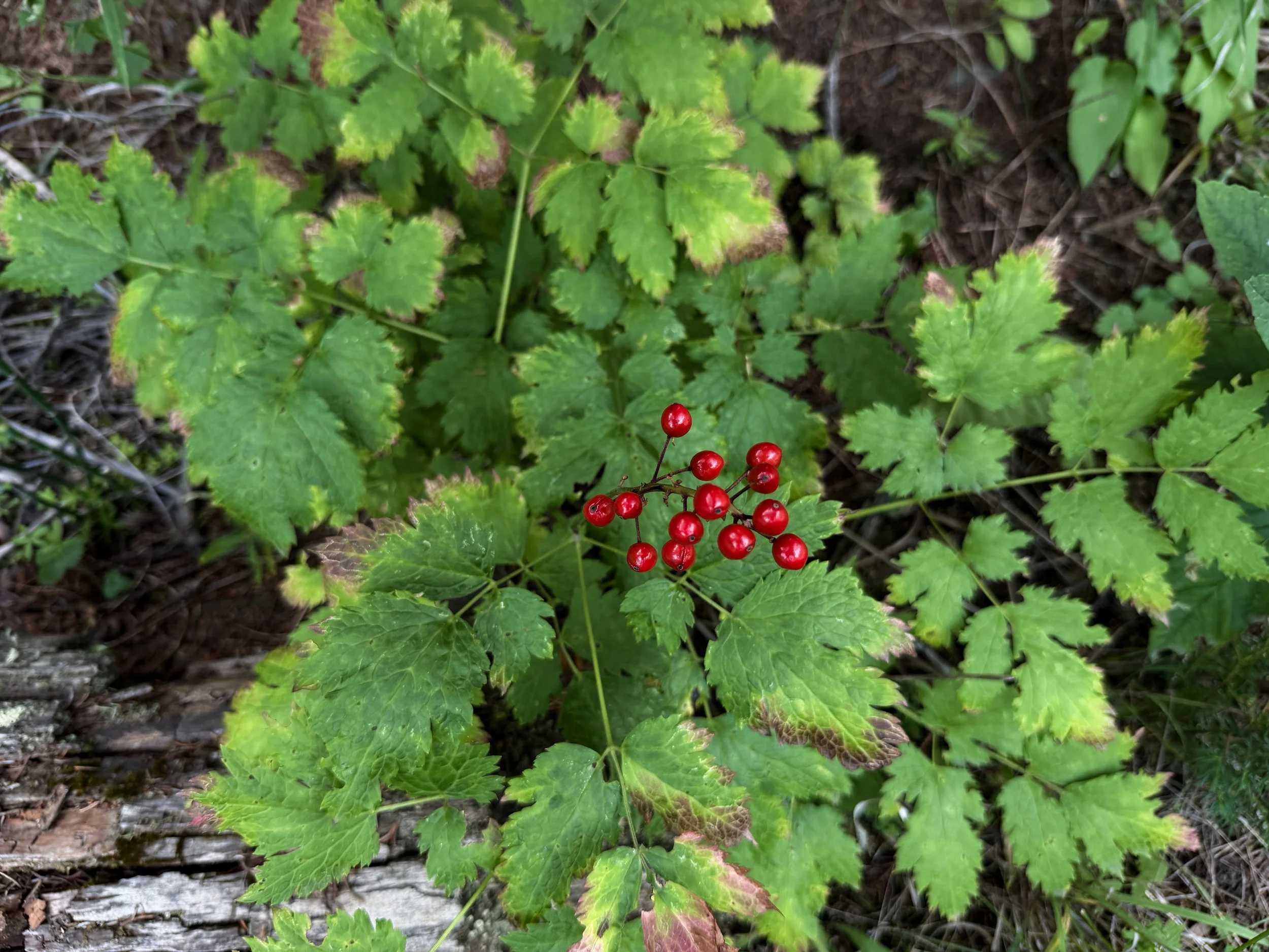 Baneberry Actaea rubra