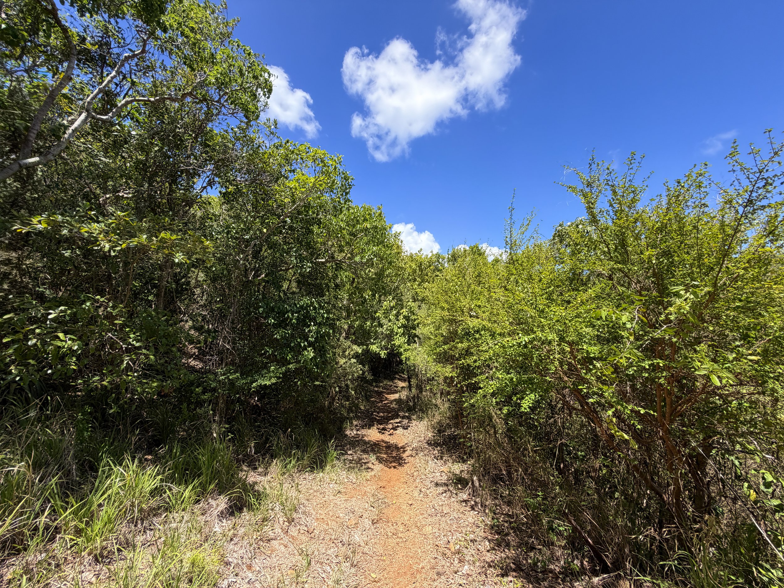 LEsperance Trail Virgin Islands National Park