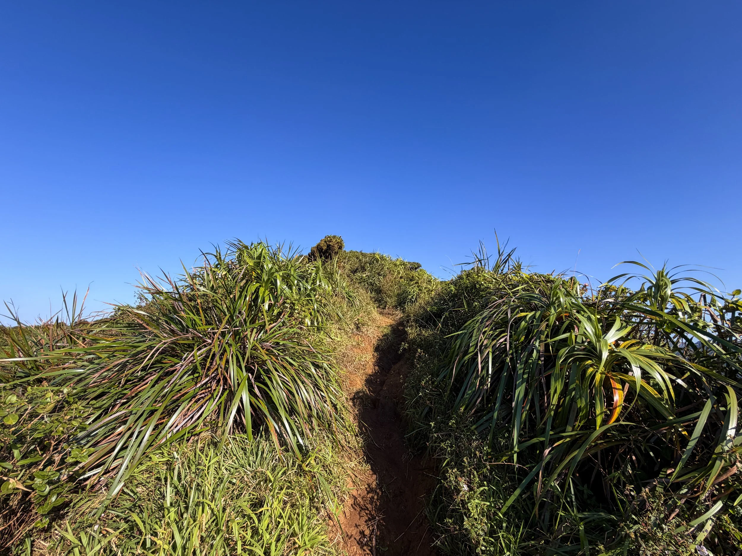 Moanalua Middle Ridge Trail to Stairway to Heaven Oahu Hawaii