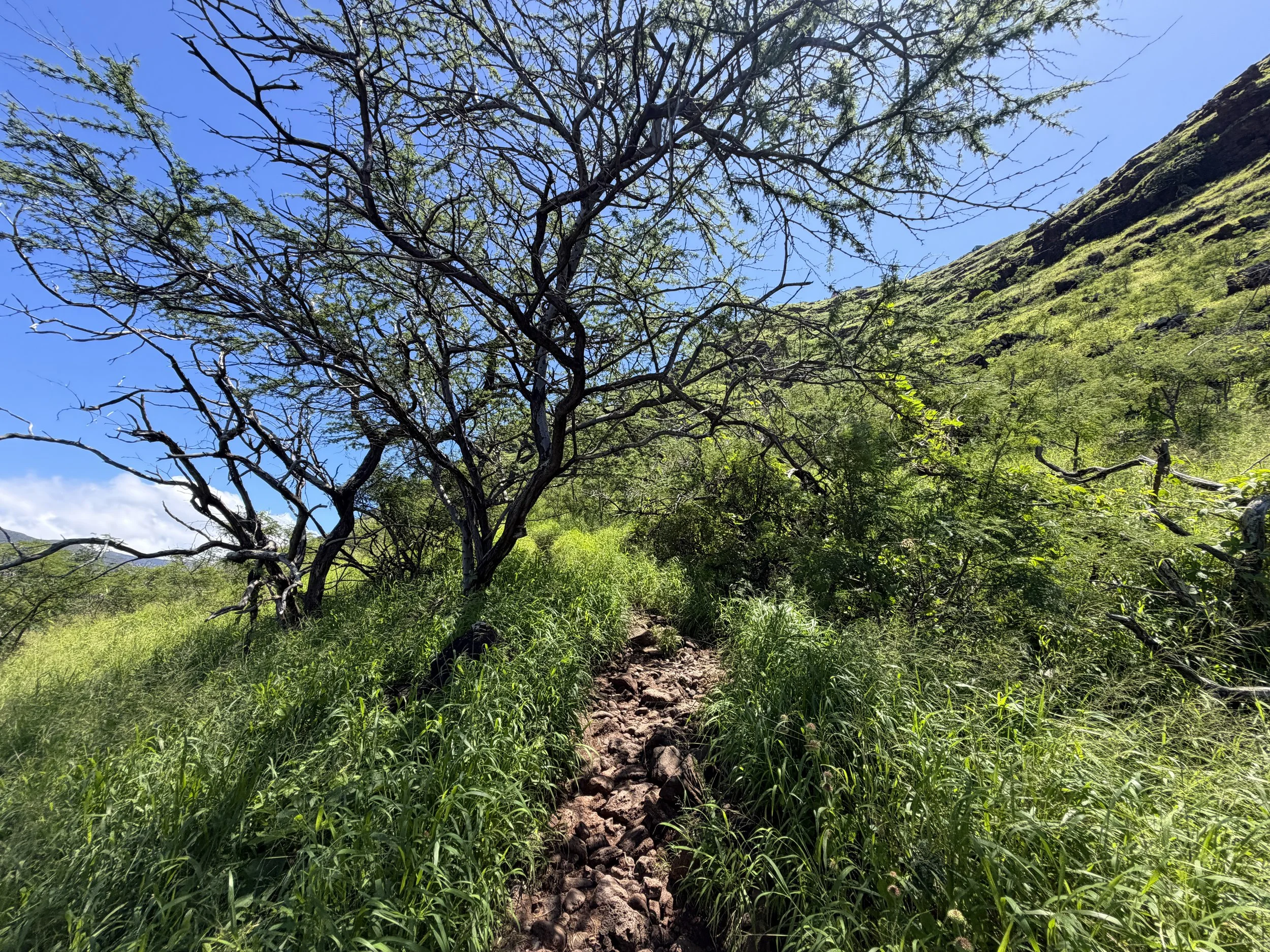Pink Pillbox Trail Oahu Hawaii