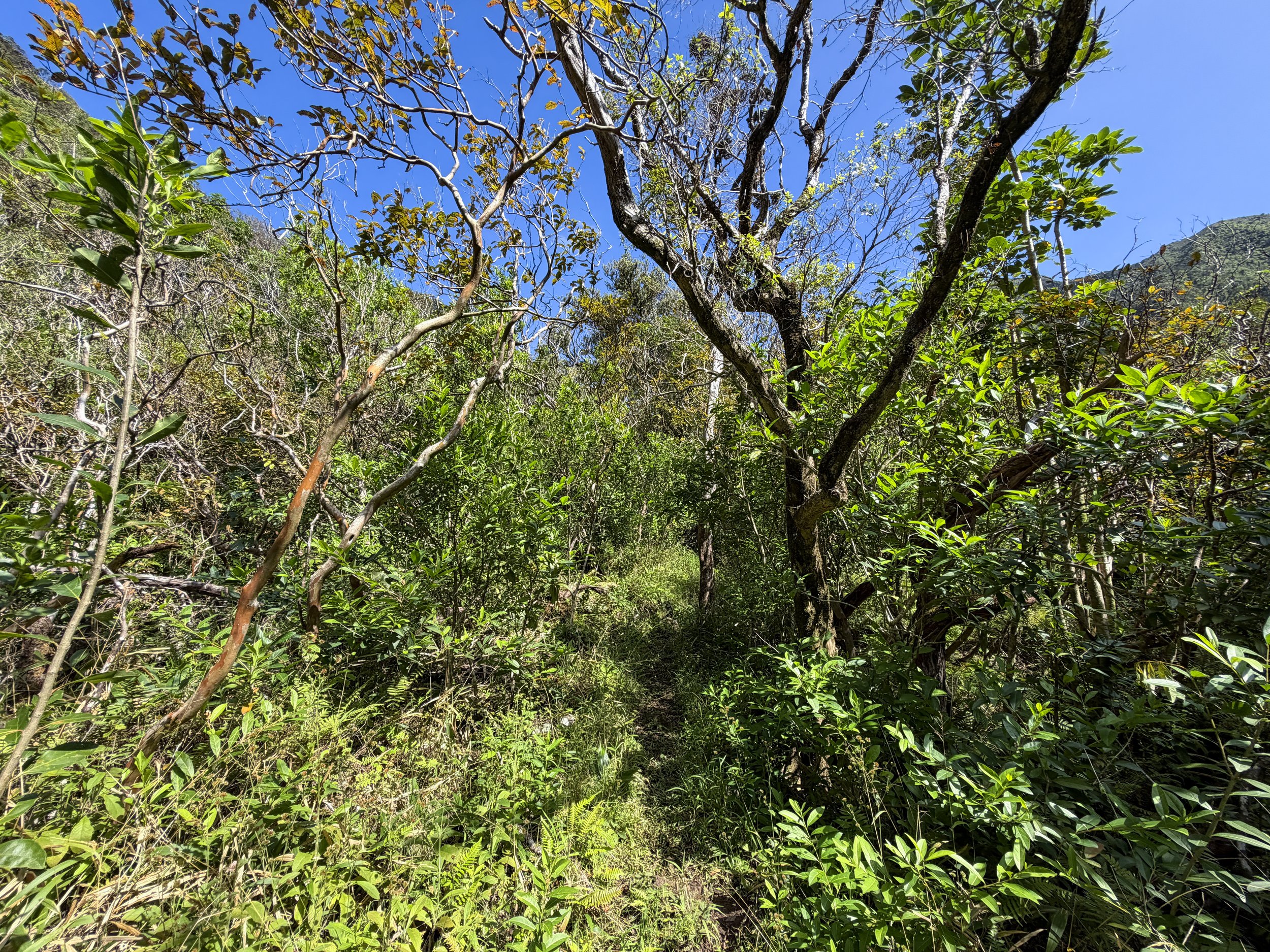 Kulanaahane Trail Oahu Hawaii