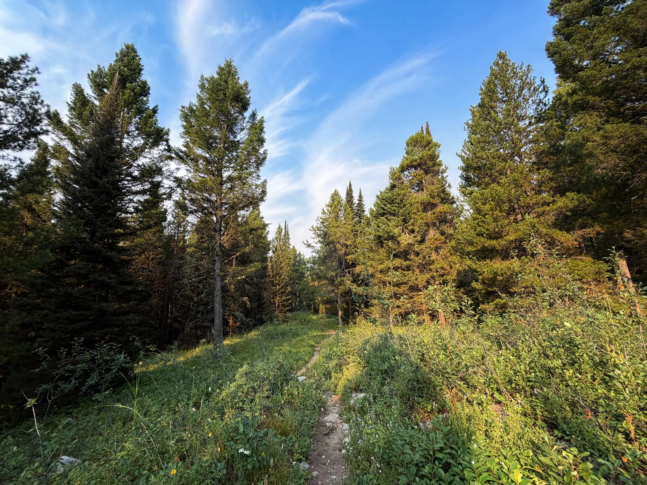 Aspen Boulder Ridge Loop Trail Grand Teton National Park Wyoming