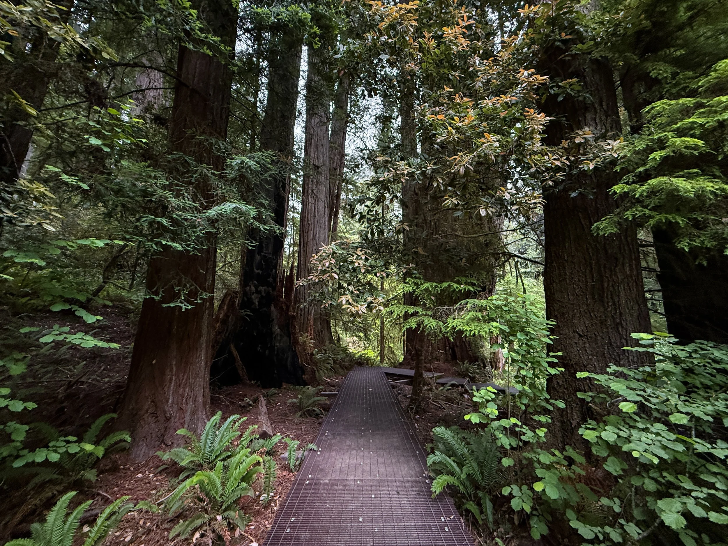 Grove of the Titans Trail Boardwalk Jedediah Smith Redwoods State Park California