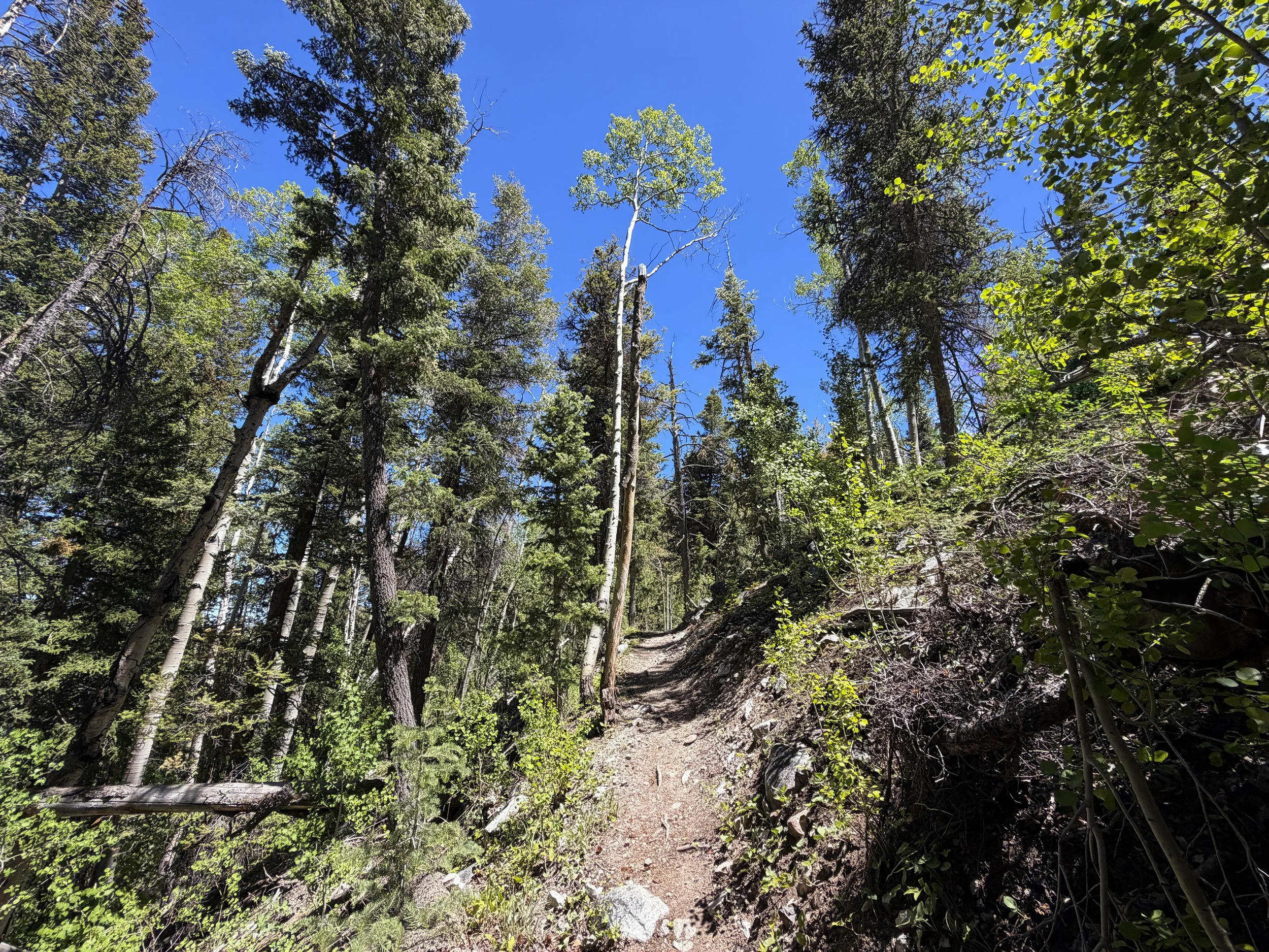 Baker Creek Loop Trail Great Basin National Park Nevada