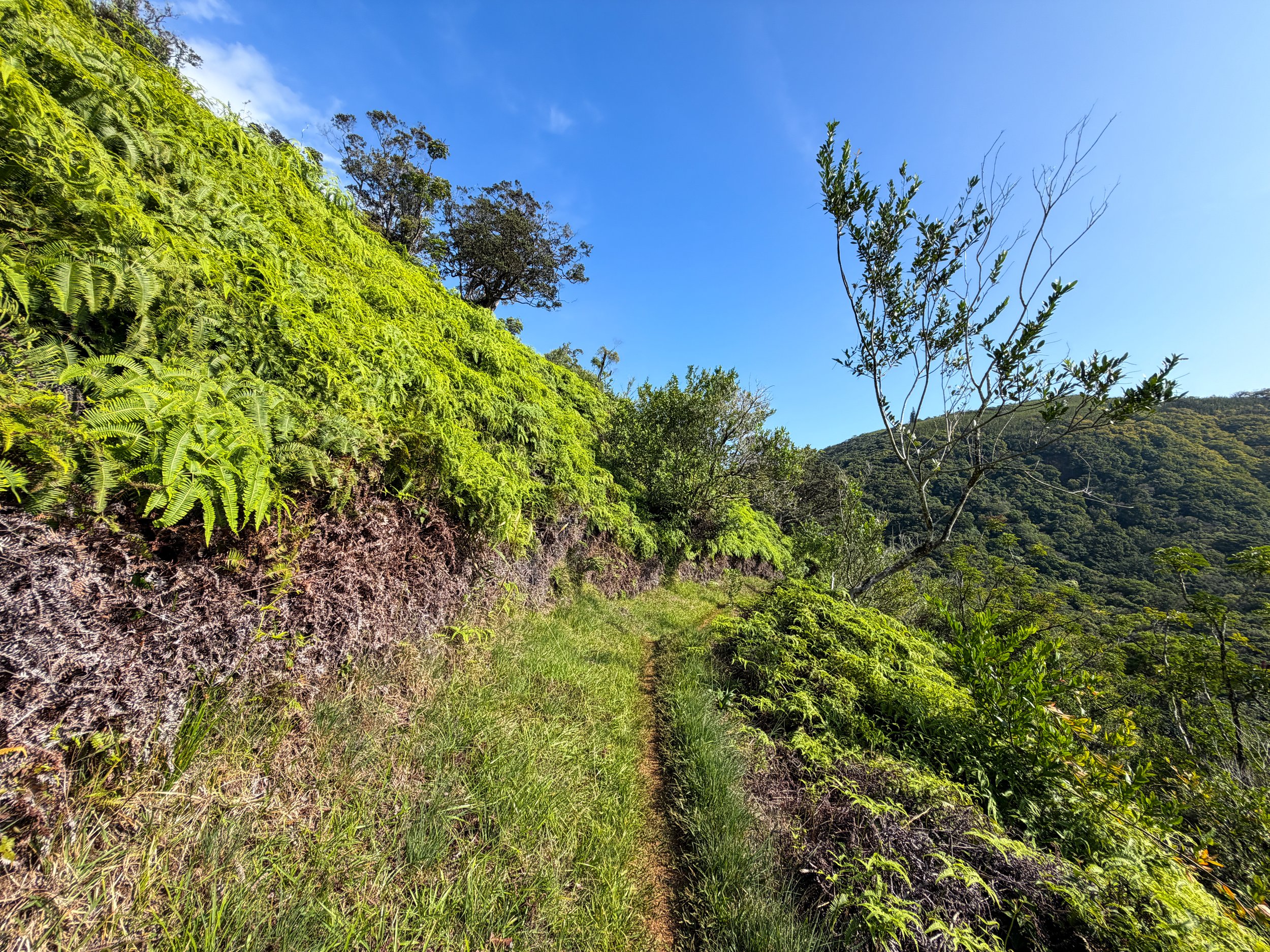 Nuuanu Trail Oahu Hawaii