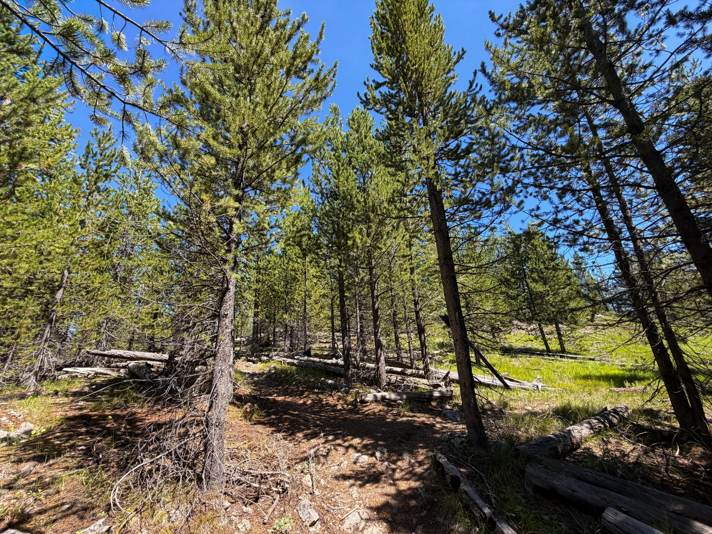Fern Cascades Loop Trail Yellowstone National Park Wyoming