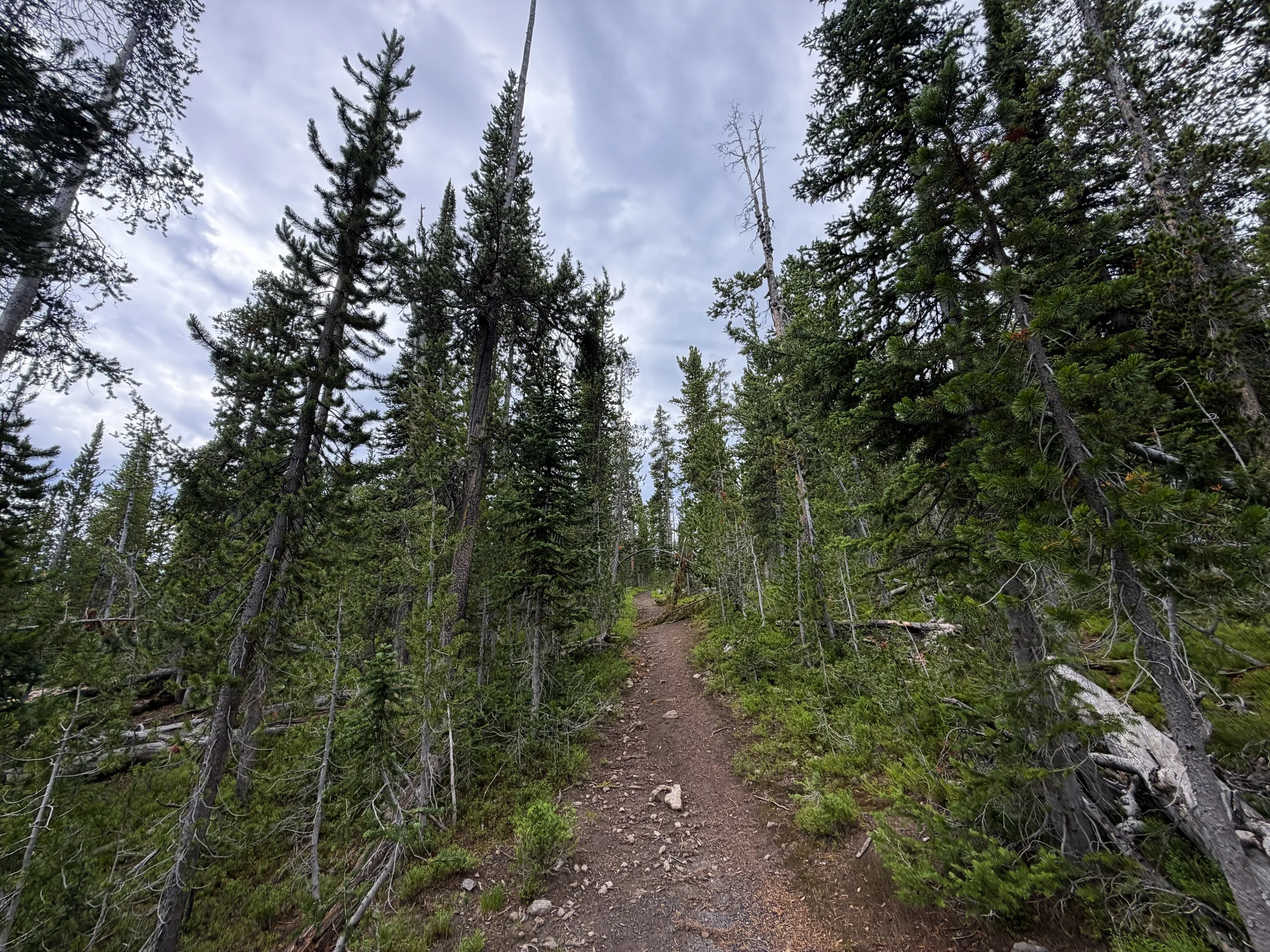 Divide Trail Yellowstone National Park Wyoming