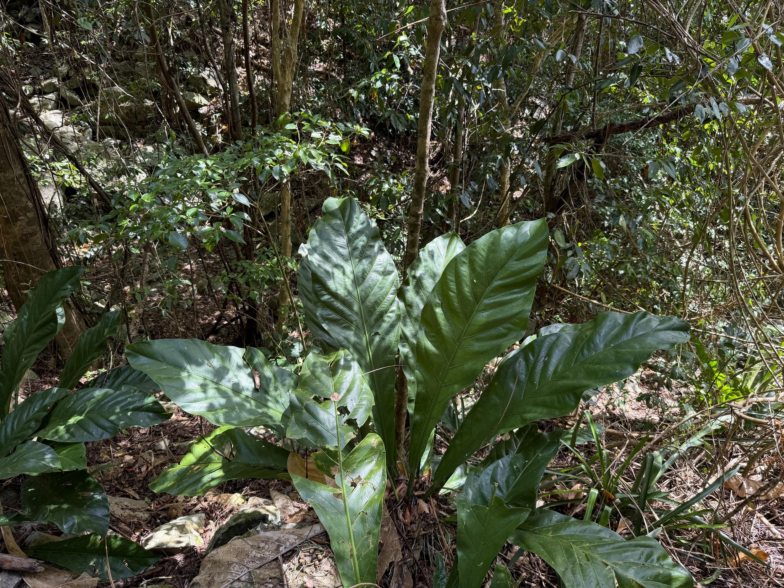 Scalloped Laceleaf Anthurium crenatum