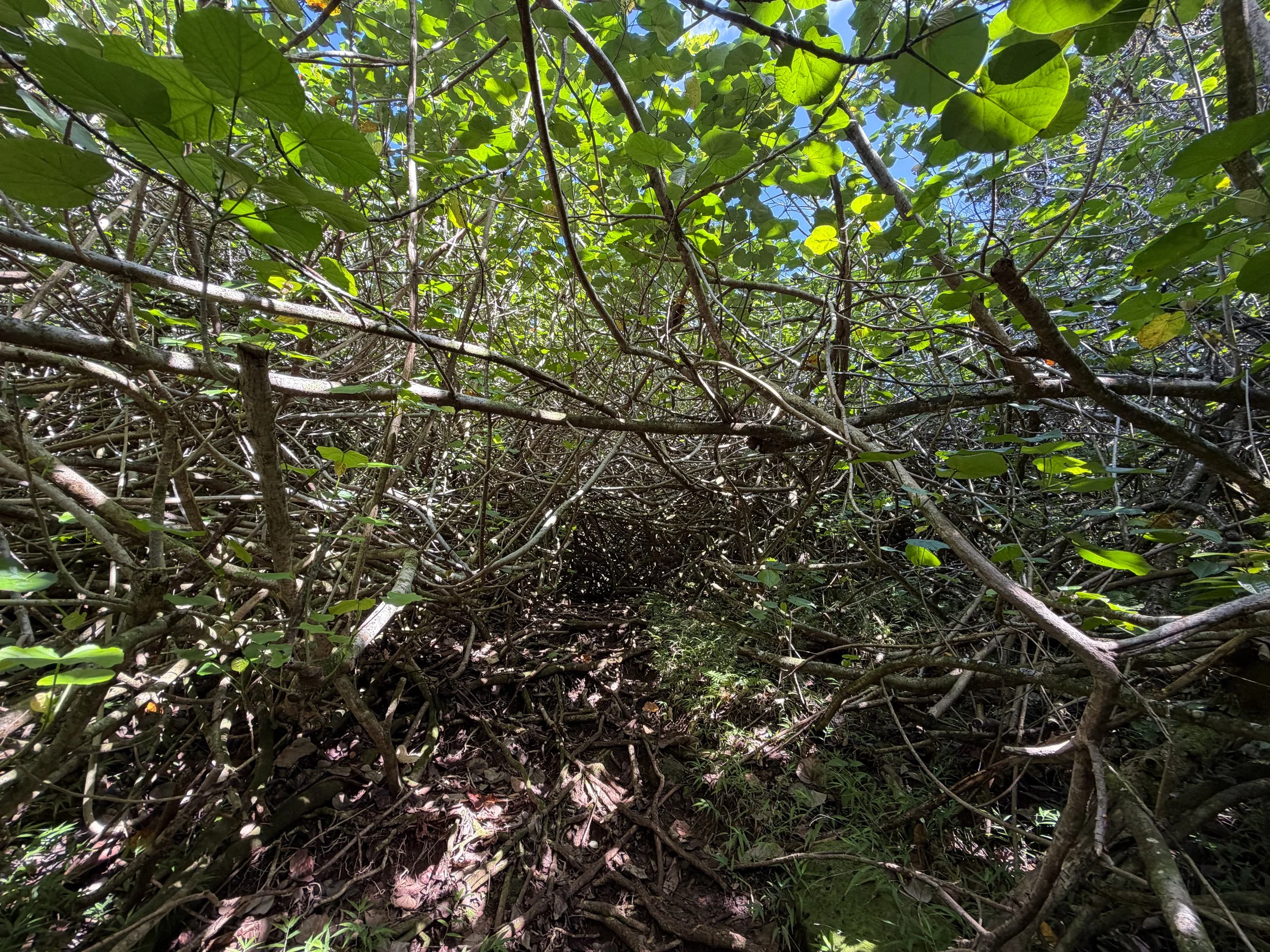 Kulanaahane Trail to Moanalua Saddle Oahu Hawaii