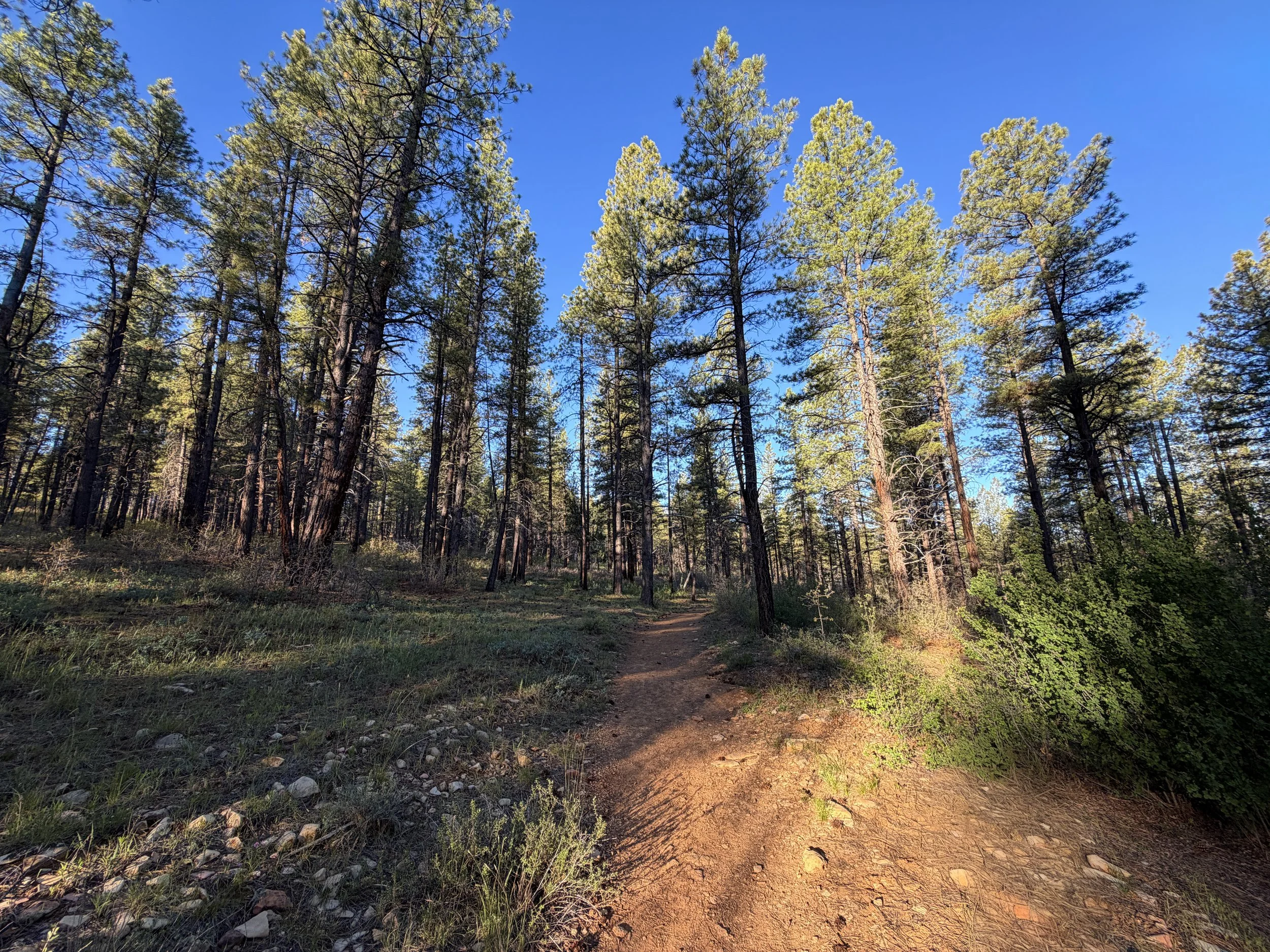 Deertrap Mountain Trail Zion National Park Utah