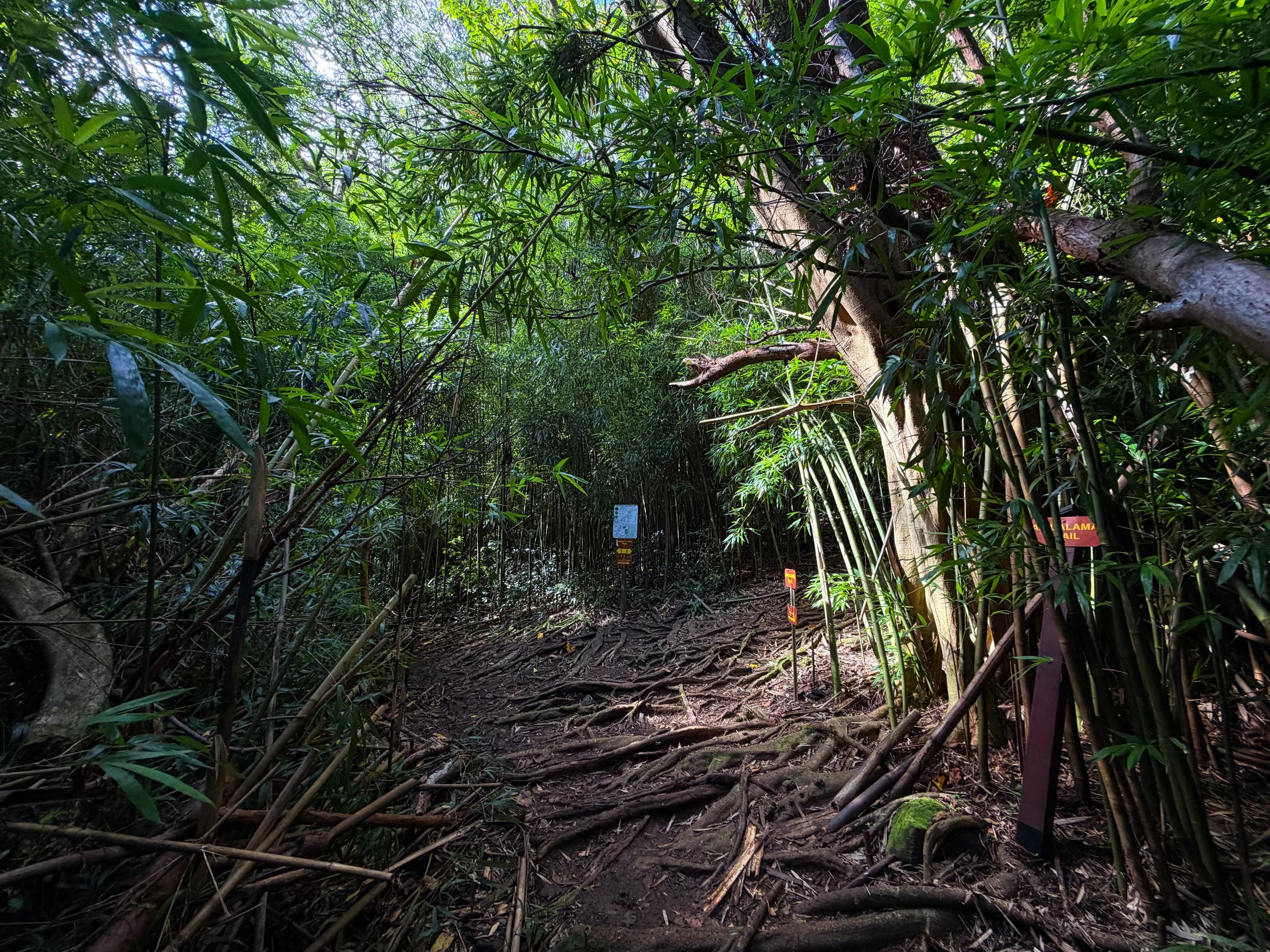 Aihualama Trail to Pauoa Flats Bench Oahu Hawaii