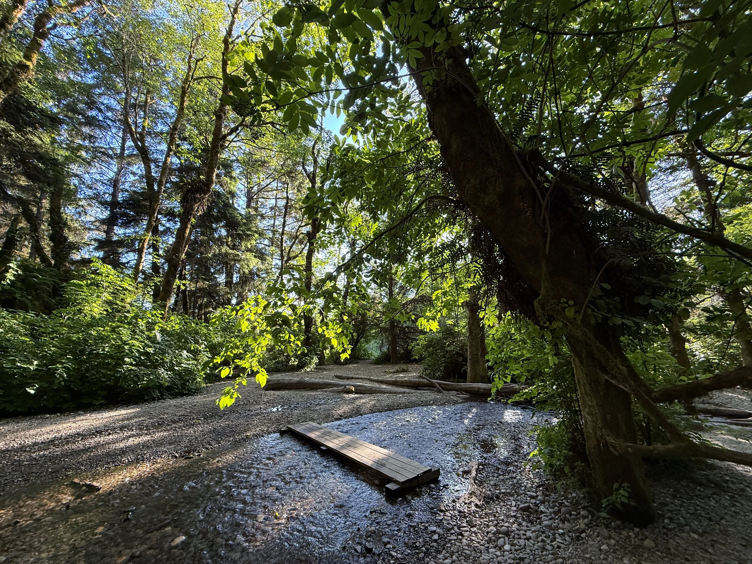 Fern Canyon Trail Prairie Creek Redwoods State Park California