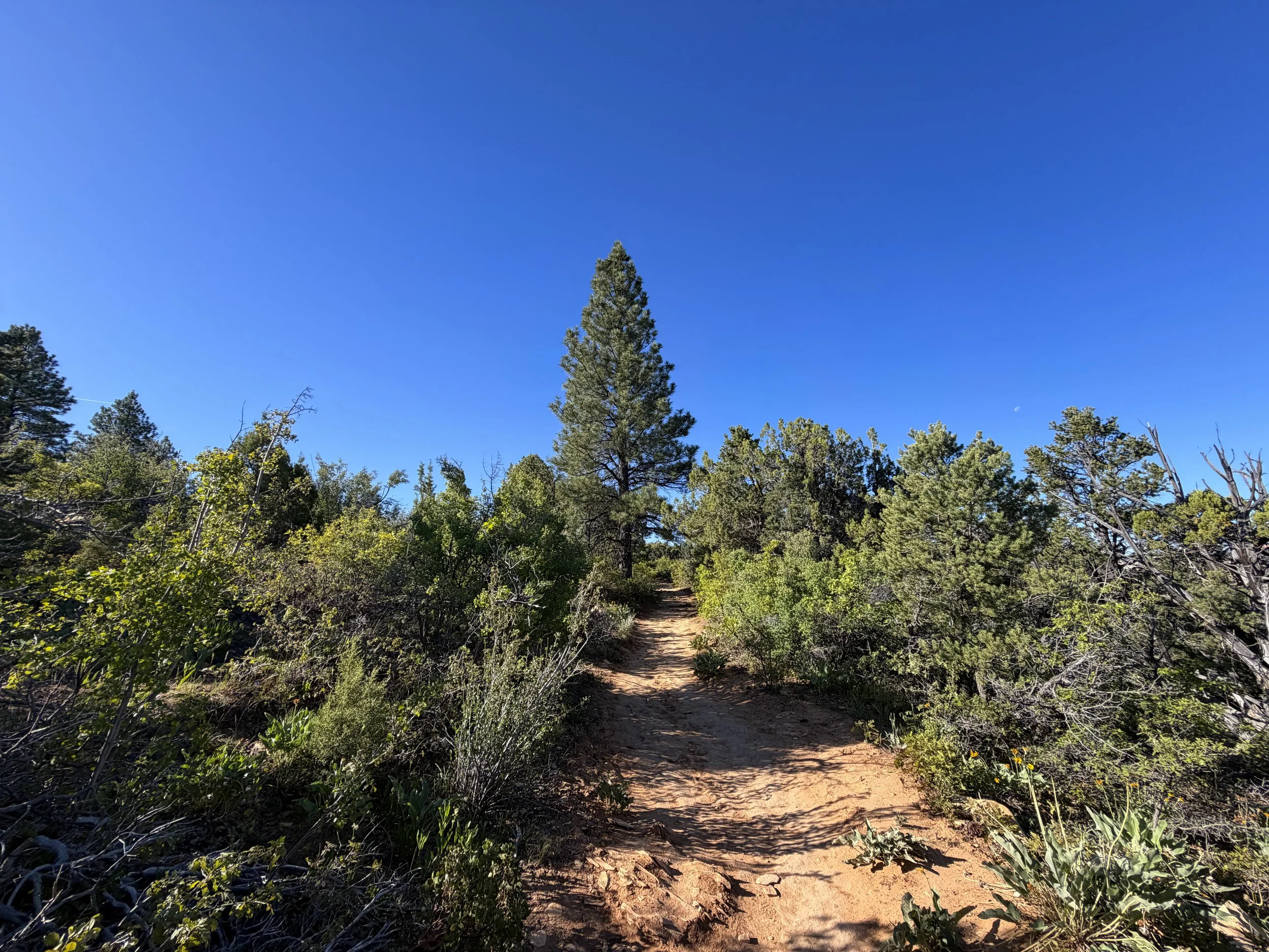 East Mesa Trail to Observation Point Zion National Park Utah