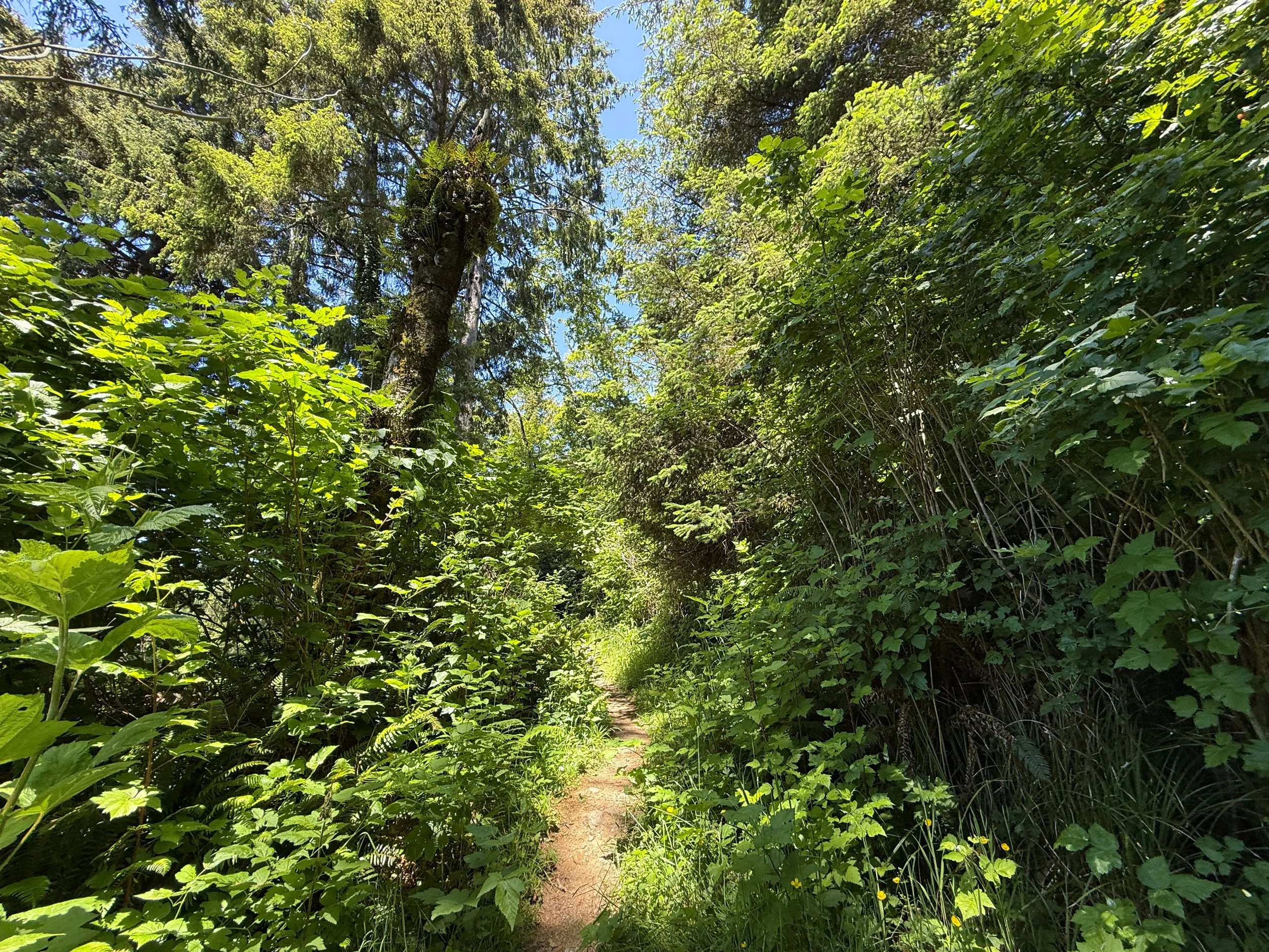 Ossagon Trail Prairie Creek Redwoods State Park California