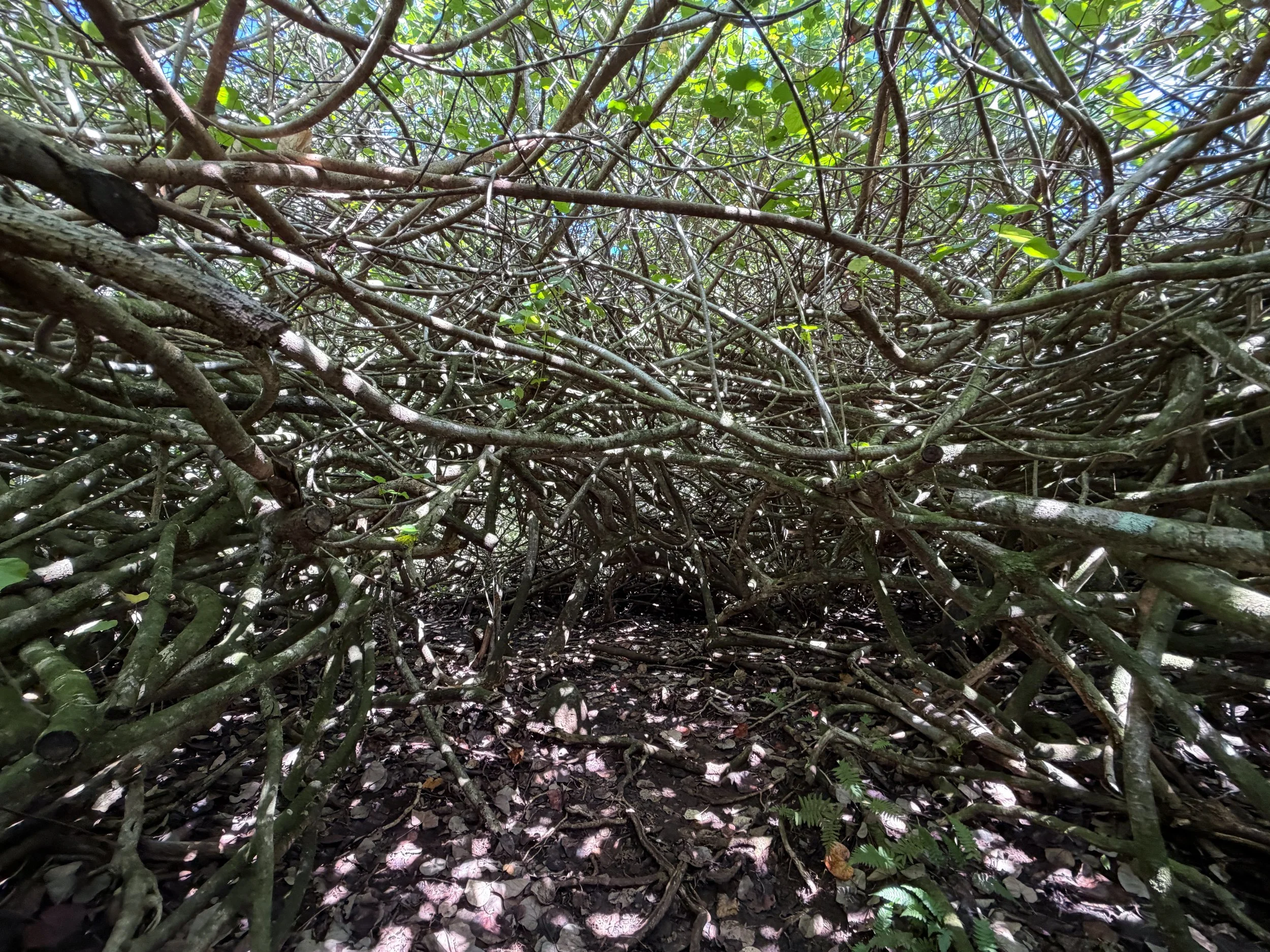 Kulanaahane Trail to Moanalua Saddle Oahu Hawaii