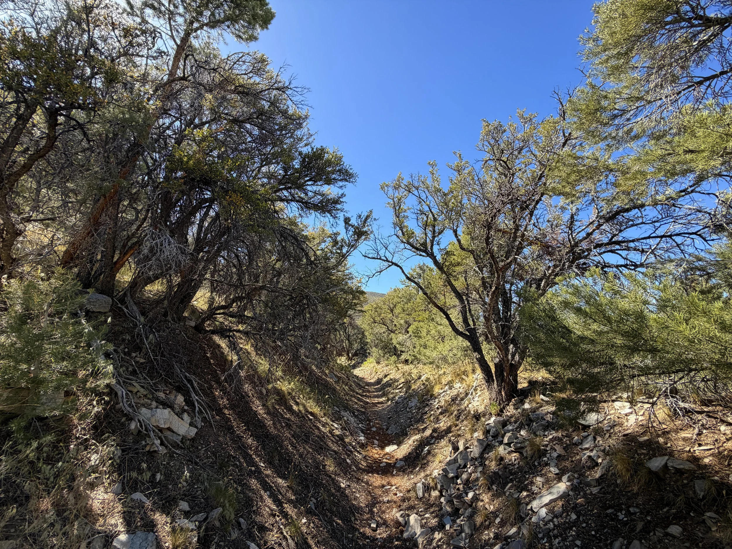 Osceola Ditch Hike Great Basin National Park Nevada