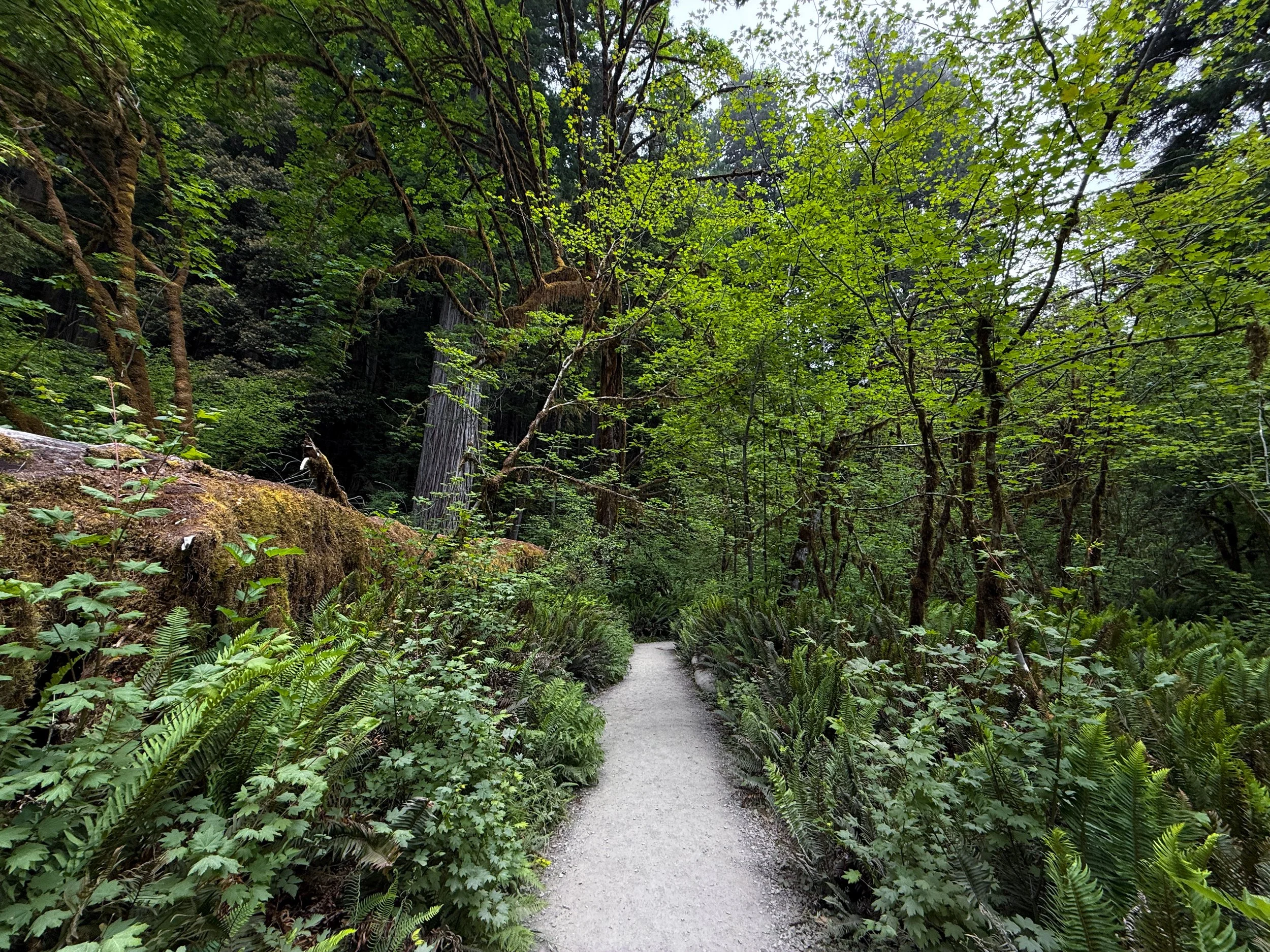 Grove of the Titans Hike Jedediah Smith Redwoods State Park California