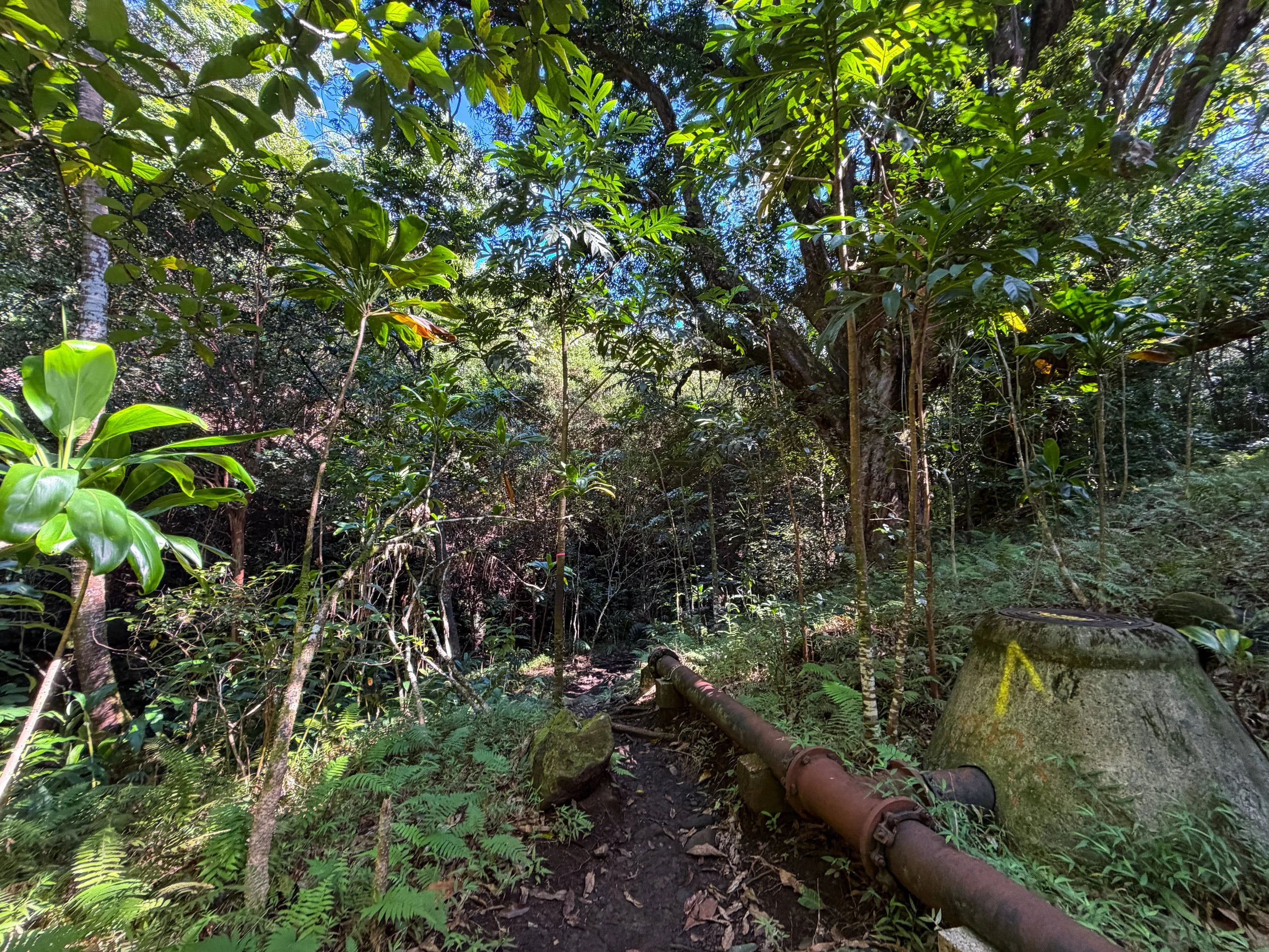 Kaau Crater Trail Pipe Oahu Hawaii